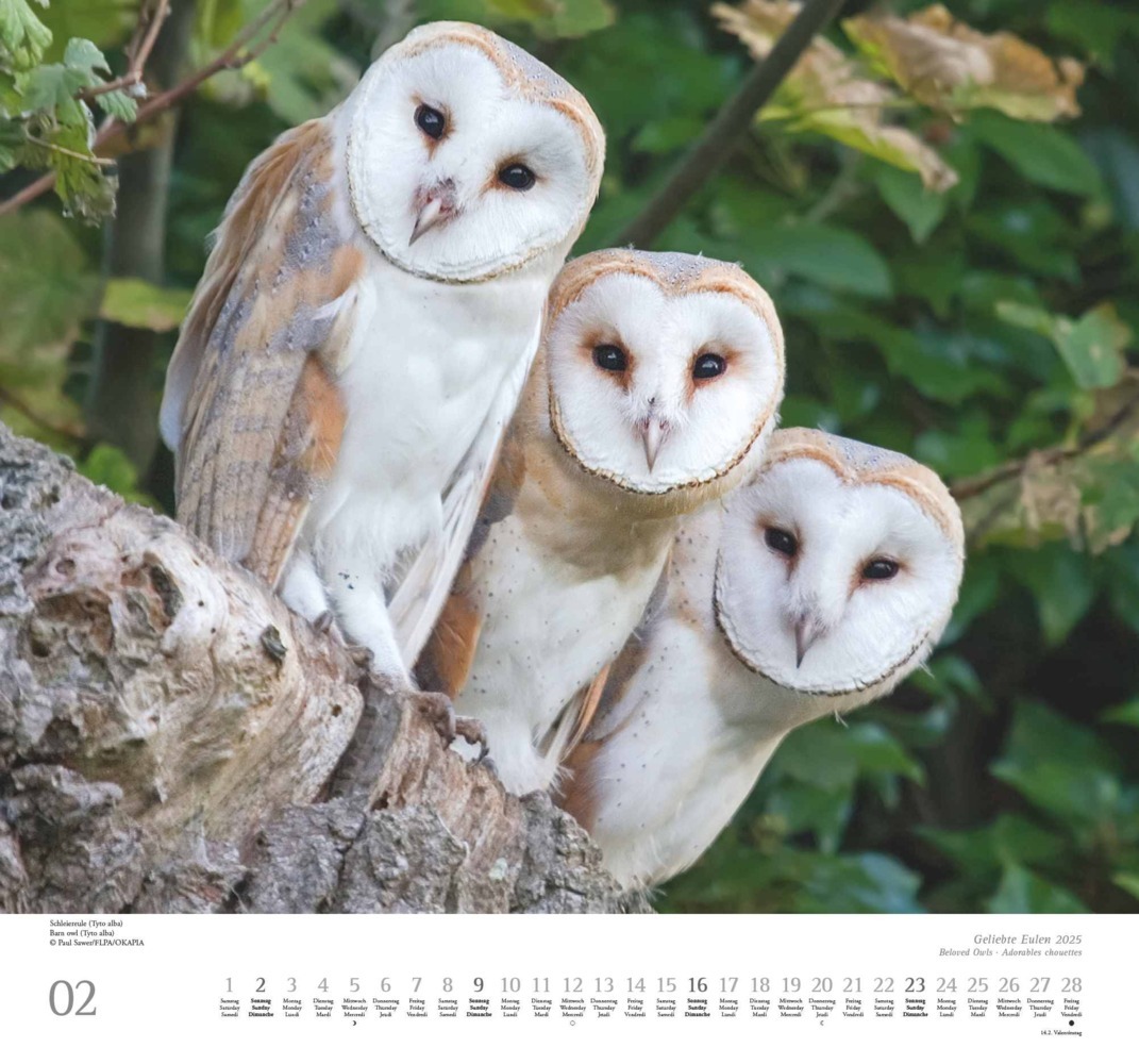 Bild: 4250809653358 | DUMONT - Geliebte Eulen 2025 Wandkalender, 38x35,5cm, Kalender mit...