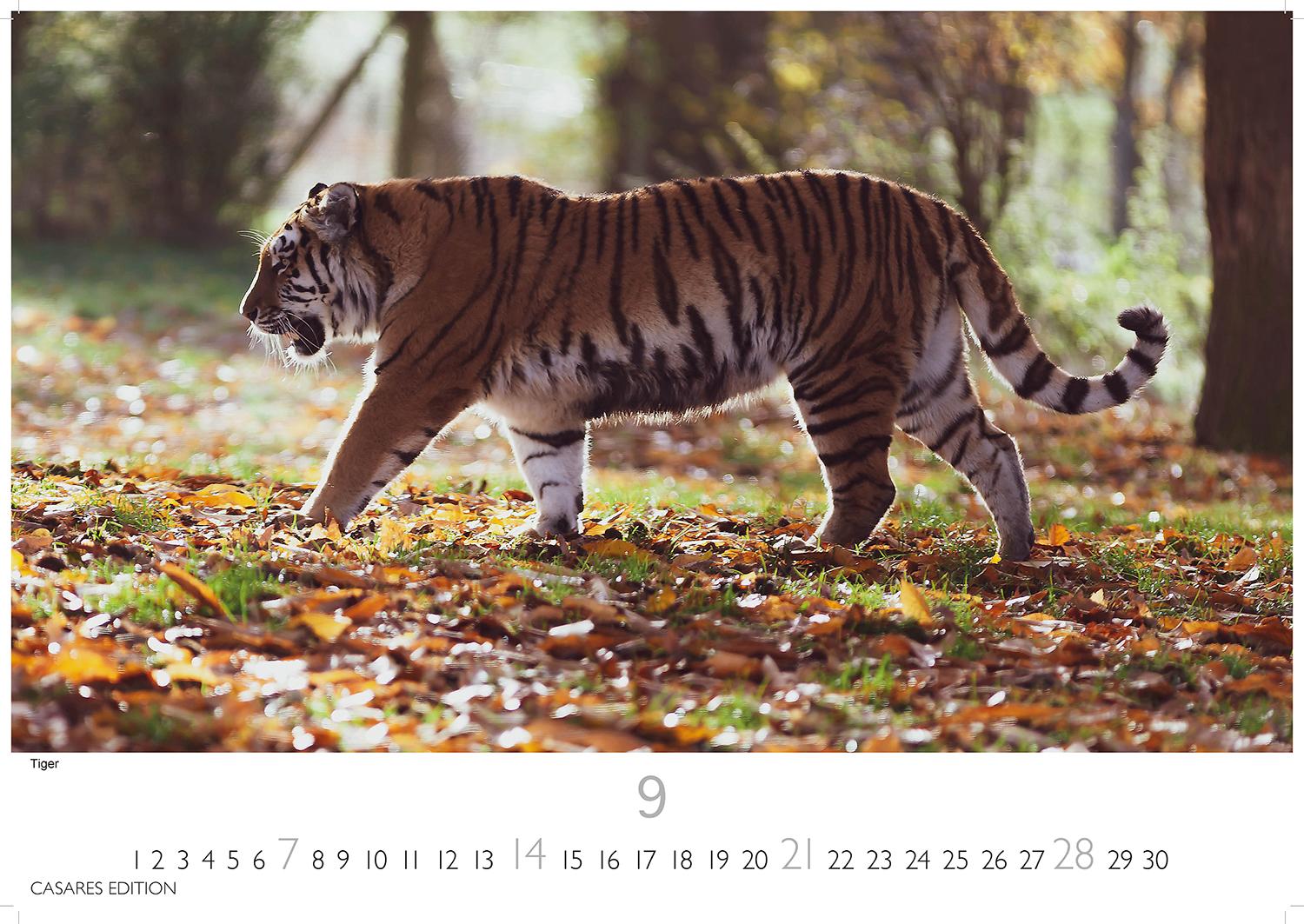 Bild: 9781835241257 | Big Cats 2025 S 24x35cm | Kalender | 14 S. | Deutsch | 2025