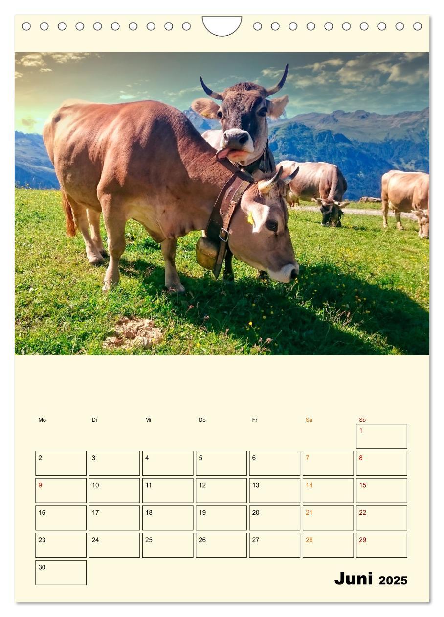 Bild: 9783435904358 | Glückliche Bergkühe (Wandkalender 2025 DIN A4 hoch), CALVENDO...