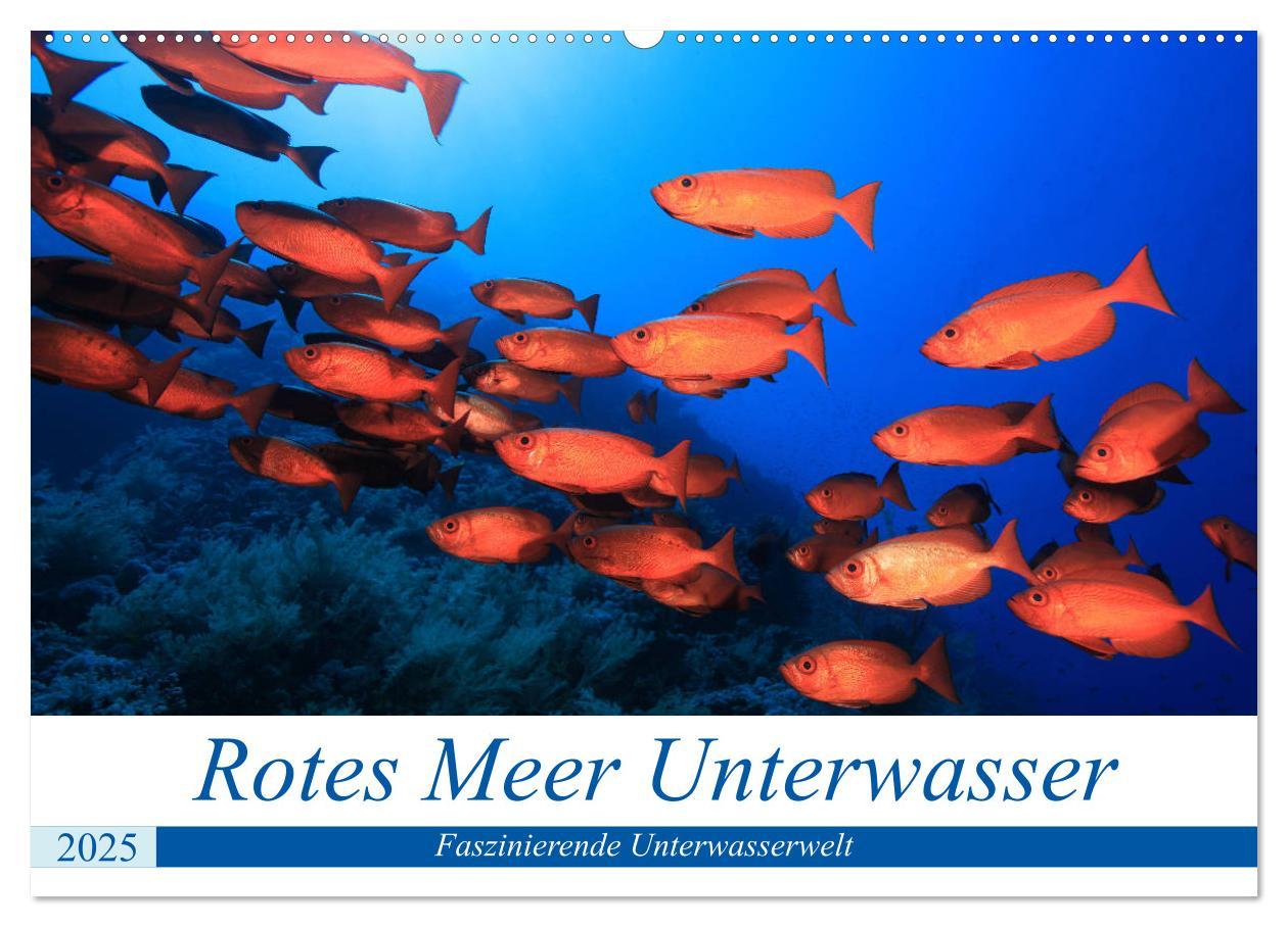 Cover: 9783435154807 | Rotes Meer Unterwasser (Wandkalender 2025 DIN A2 quer), CALVENDO...