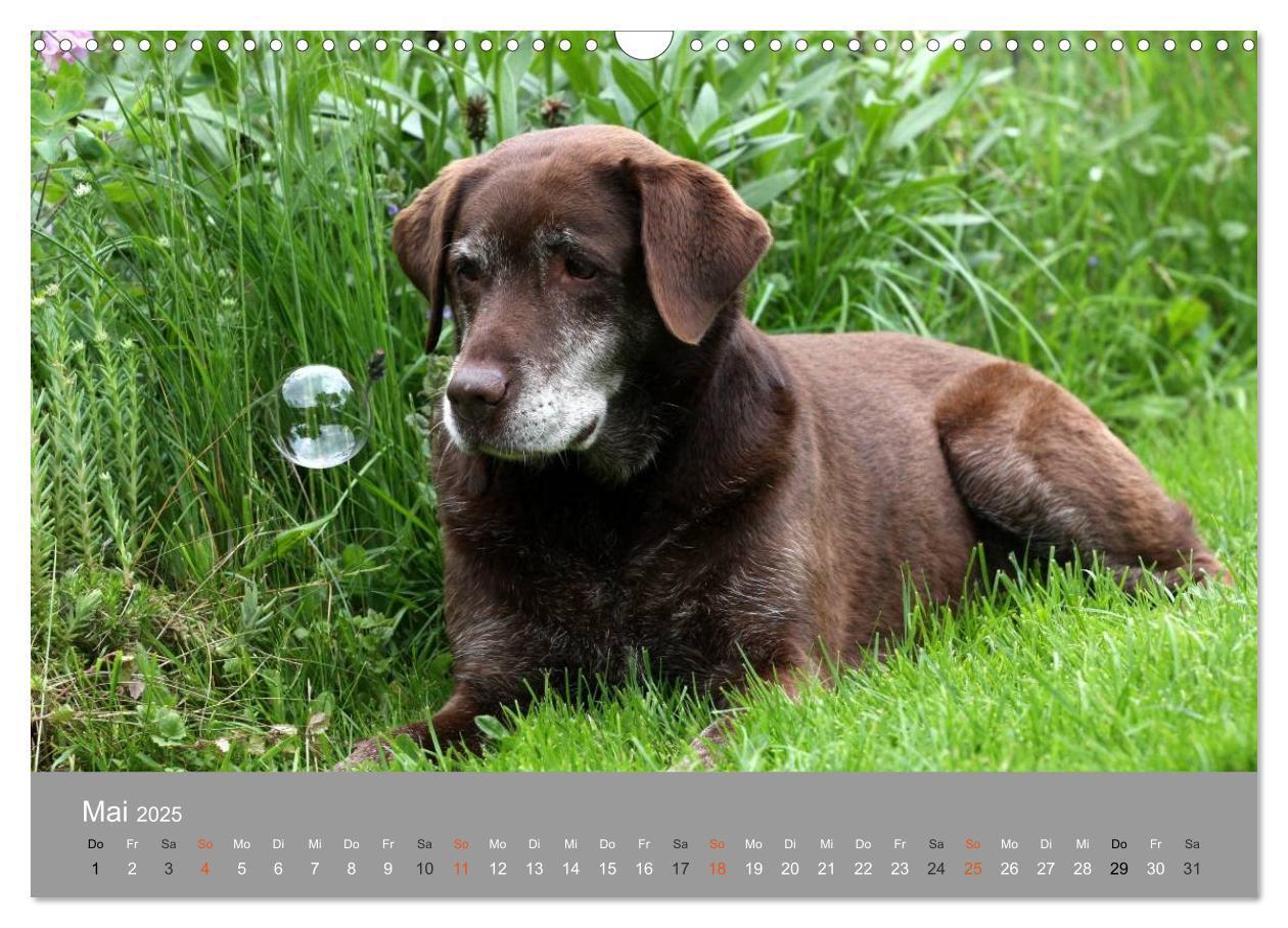 Bild: 9783435643622 | Graue Schnuten - Hunde in den besten Jahren (Wandkalender 2025 DIN...