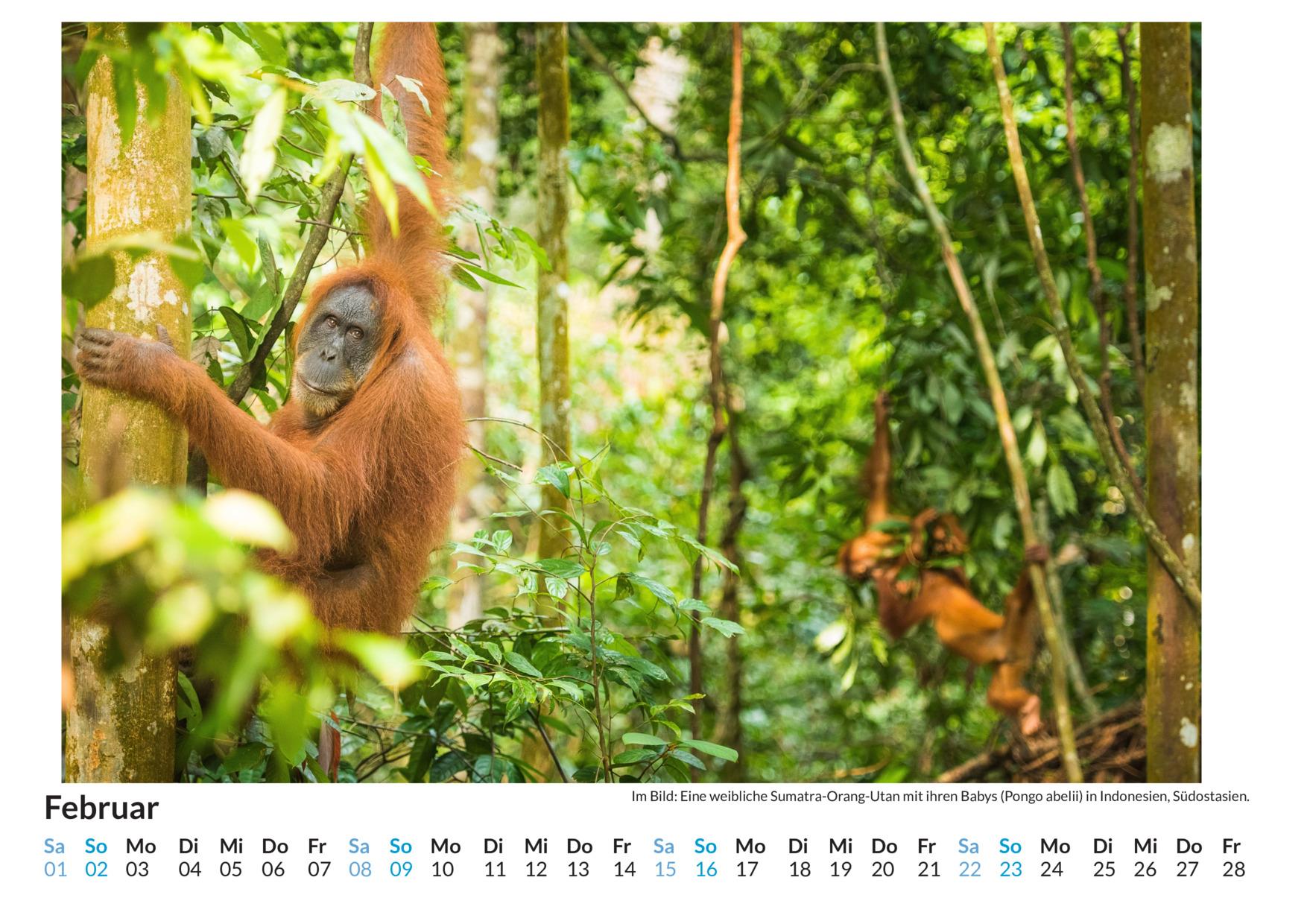 Bild: 9783759123565 | Sumatra - (Wandkalender 2025, Kalender DIN A4 quer, Monatskalender...