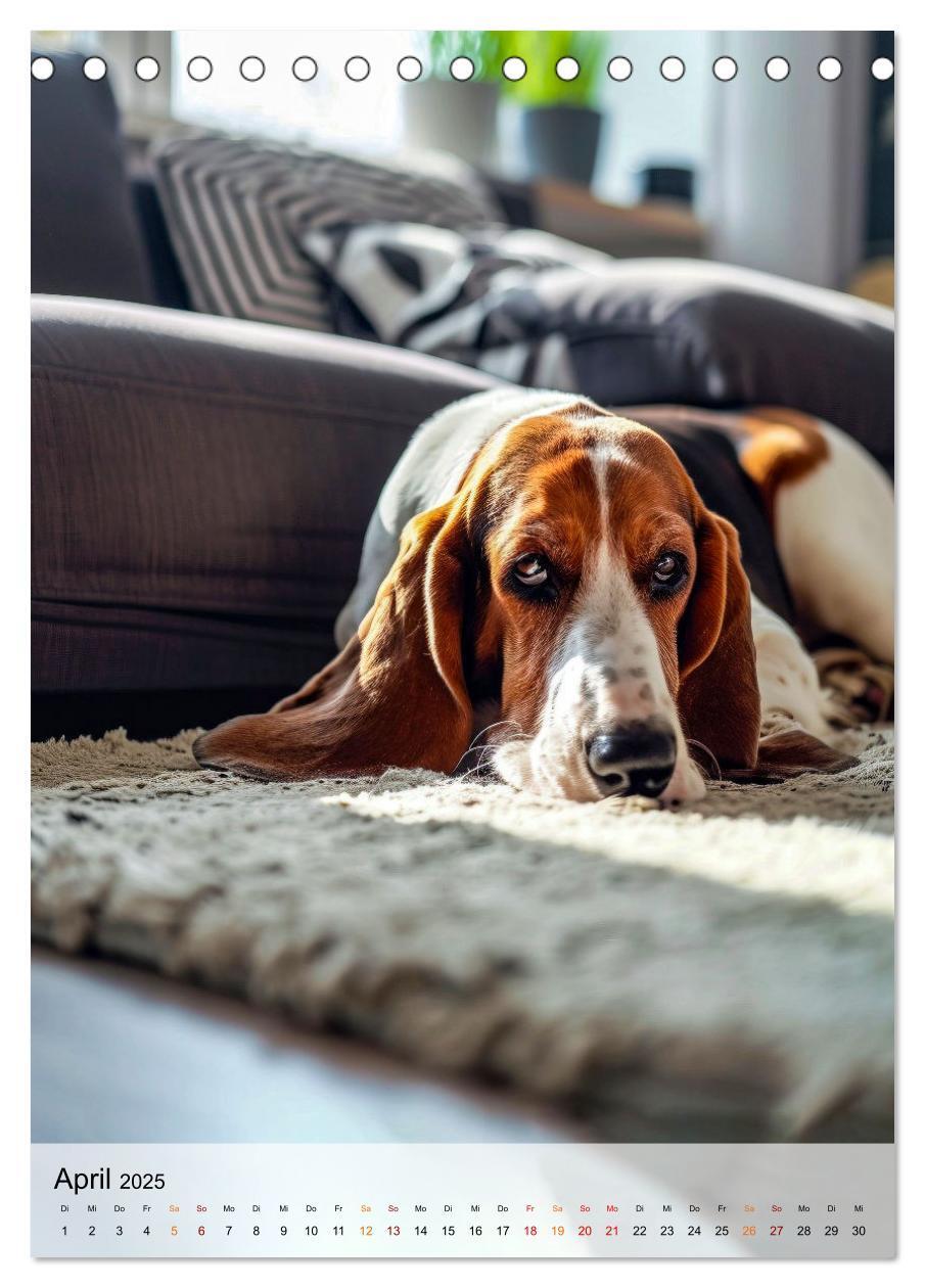 Bild: 9783383779923 | Basset Hound - freundlich und anhänglich (Tischkalender 2025 DIN A5...