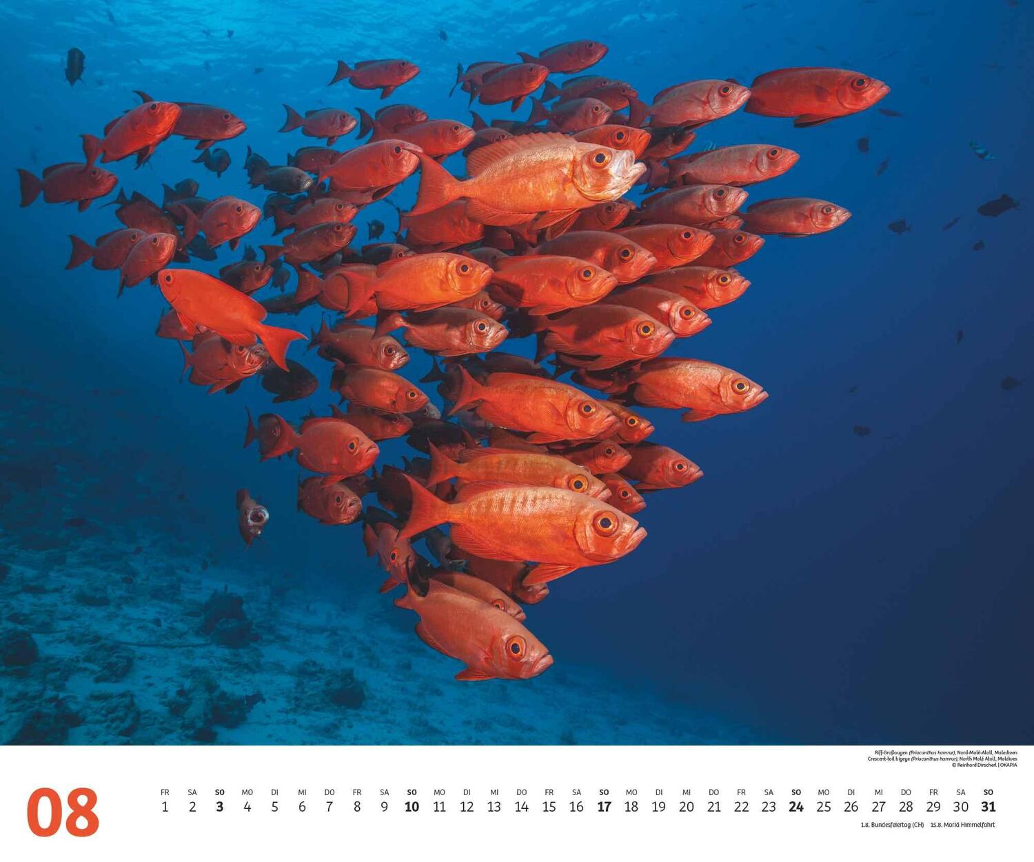 Bild: 4250809653983 | Fischschwärme 2025 - Unterwasser-Natur-Fotografie - Wandkalender 60...