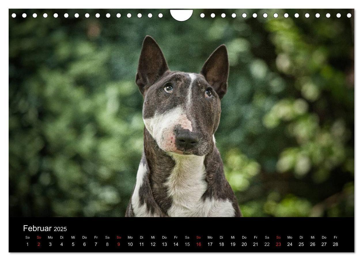 Bild: 9783435566716 | Bullterrier (Wandkalender 2025 DIN A4 quer), CALVENDO Monatskalender