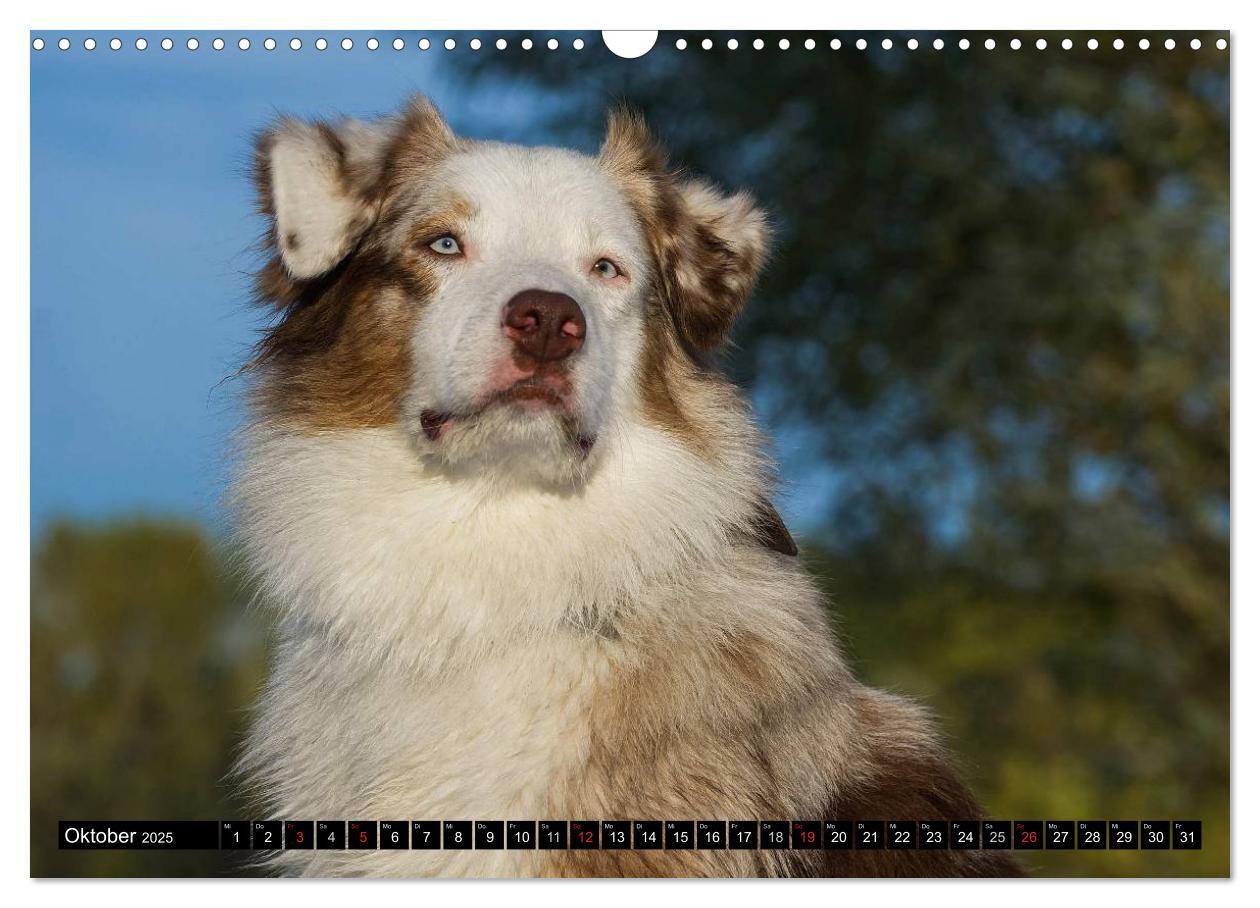 Bild: 9783435571130 | Bekannt wie ein bunter Hund. Australian Shepherd (Wandkalender 2025...