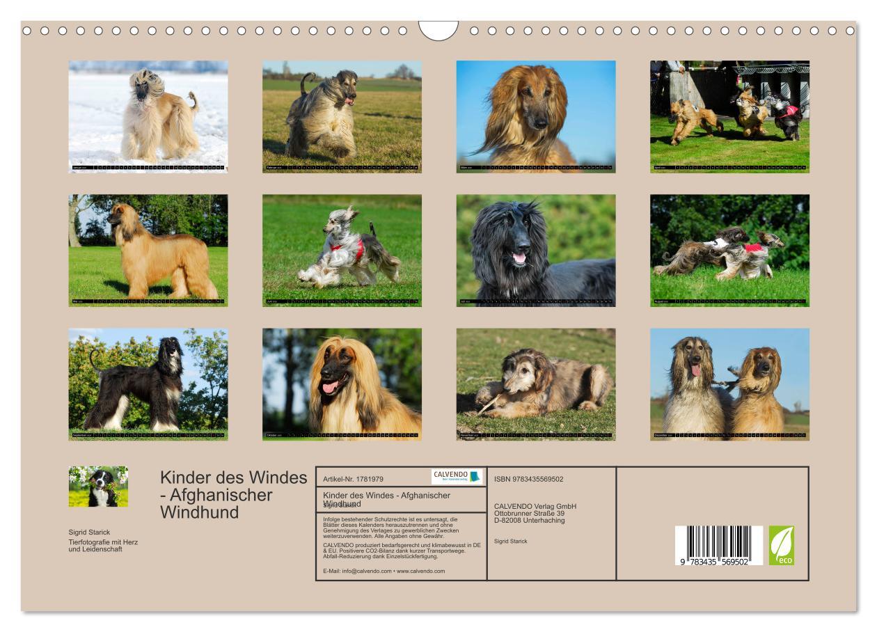 Bild: 9783435569502 | Kinder des Windes - Afghanischer Windhund (Wandkalender 2025 DIN A3...