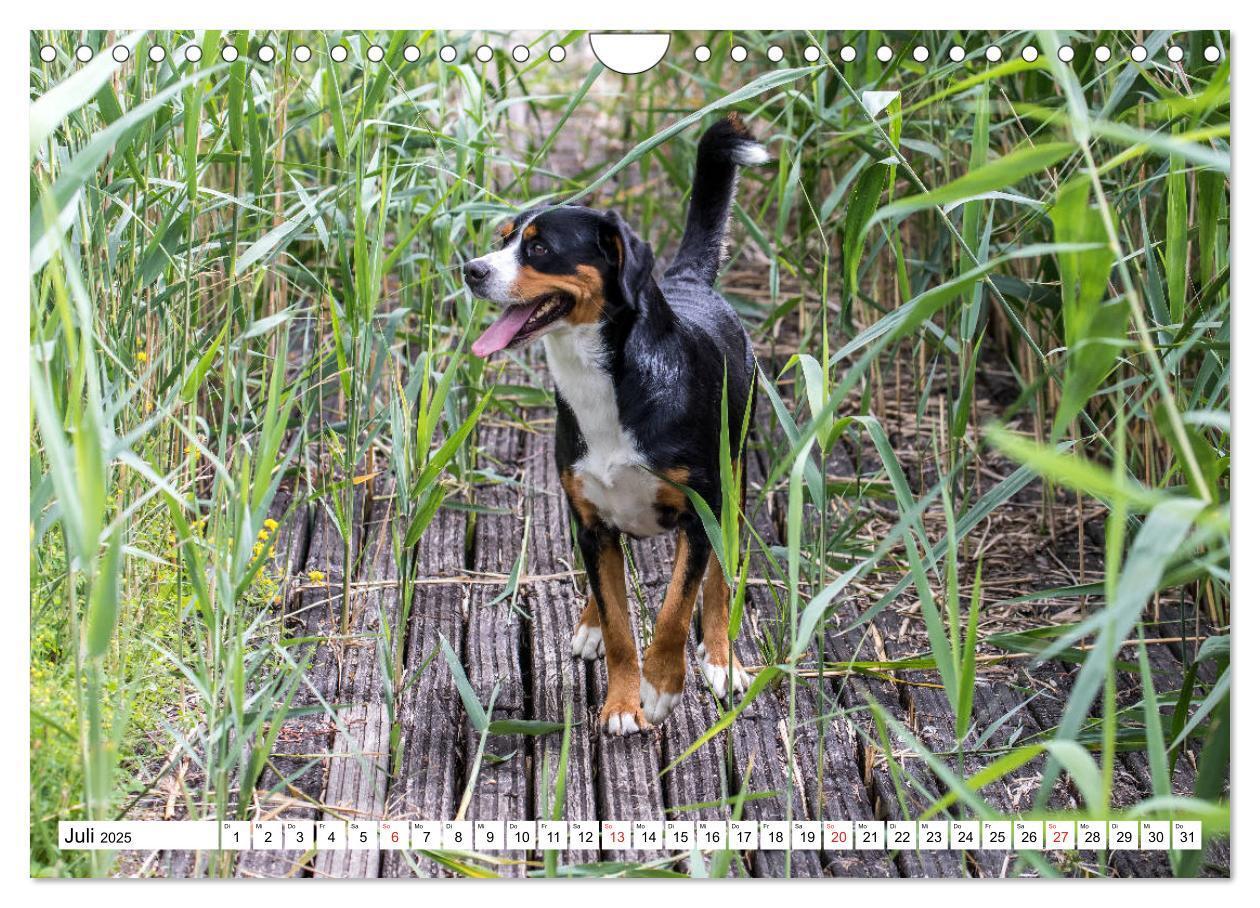 Bild: 9783435333349 | Großer Schweizer Sennenhund (Wandkalender 2025 DIN A4 quer),...