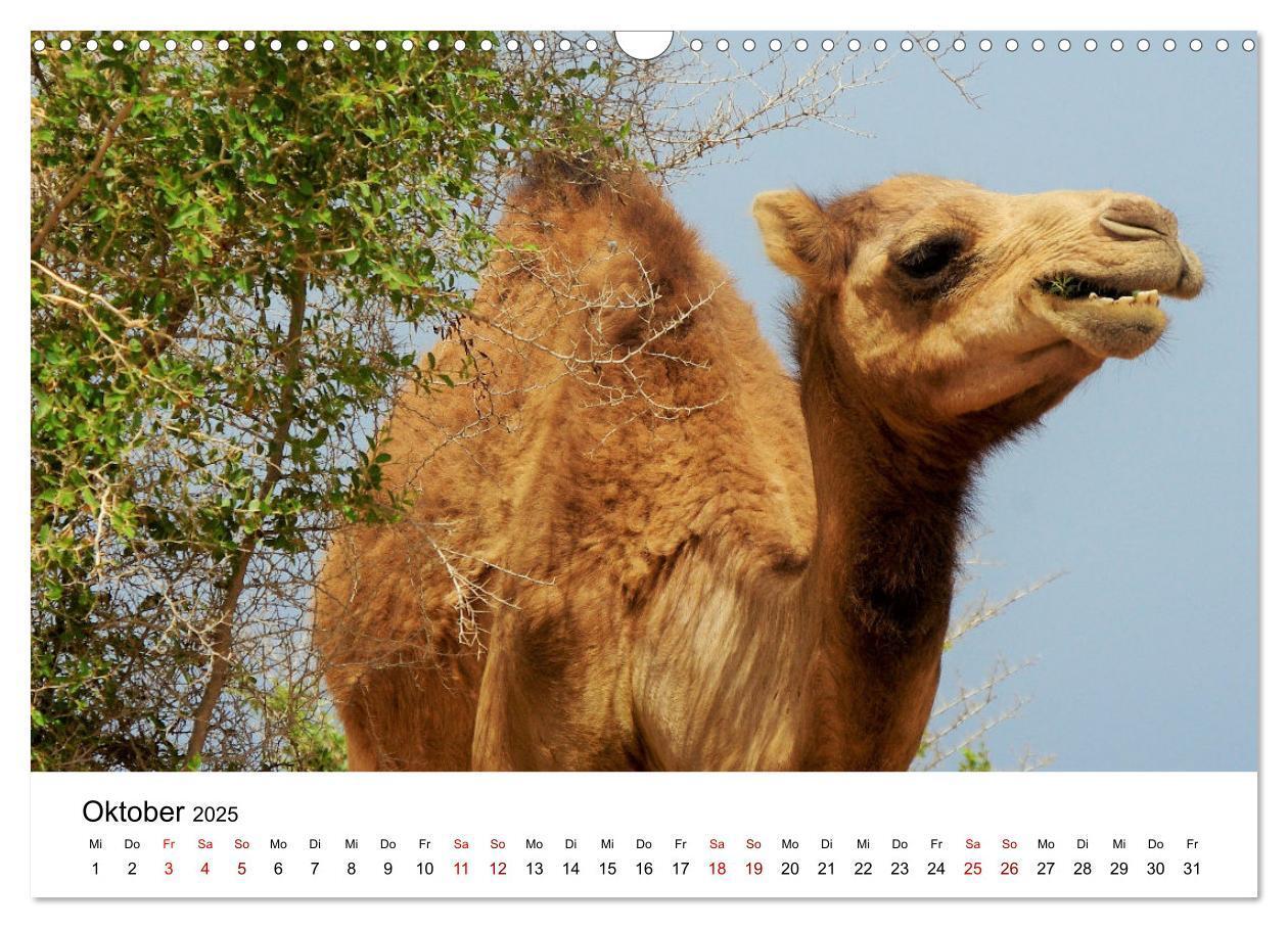 Bild: 9783435072354 | KAMELE... eine Reise durch den Oman. (Wandkalender 2025 DIN A3...