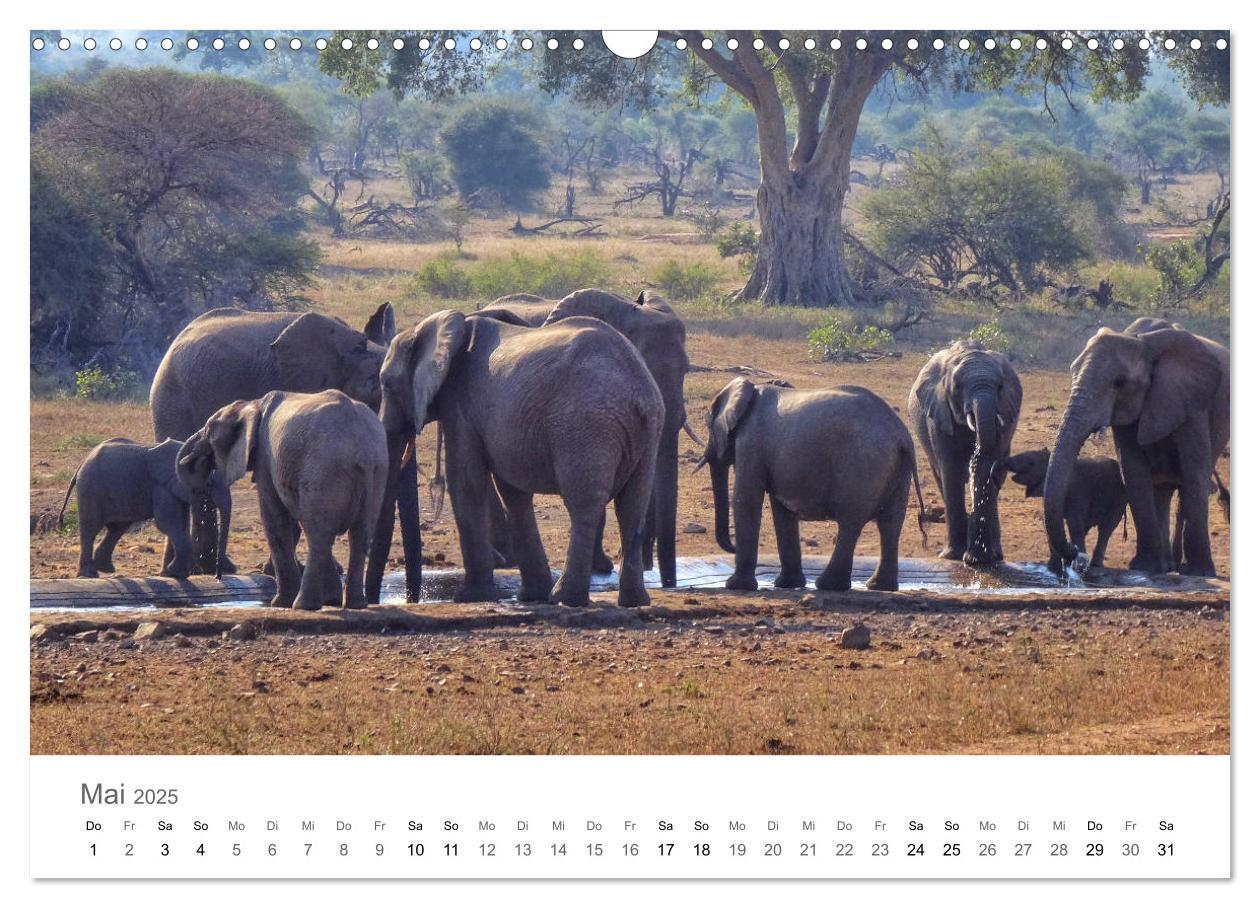 Bild: 9783435268139 | Afrika - Tiere im Krüger Nationalpark (Wandkalender 2025 DIN A3...