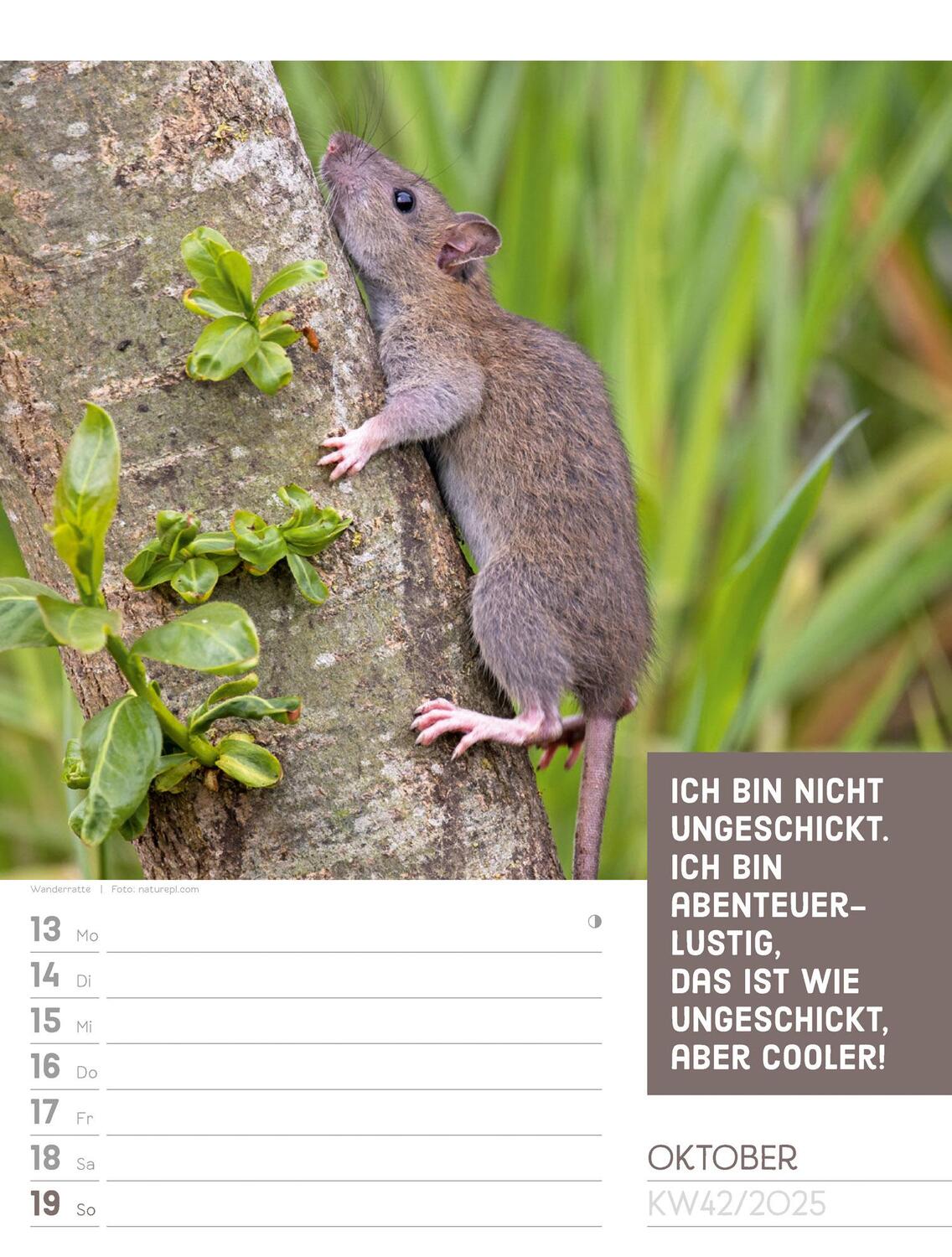 Bild: 9783838425962 | Tierisch! Sprüchekalender - Wochenplaner Kalender 2025 | Kunstverlag