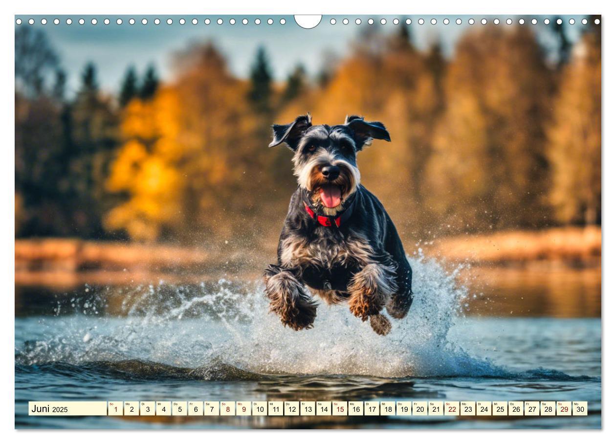 Bild: 9783457036914 | Schnauzer - vielseitige Allrounder (Wandkalender 2025 DIN A3 quer),...