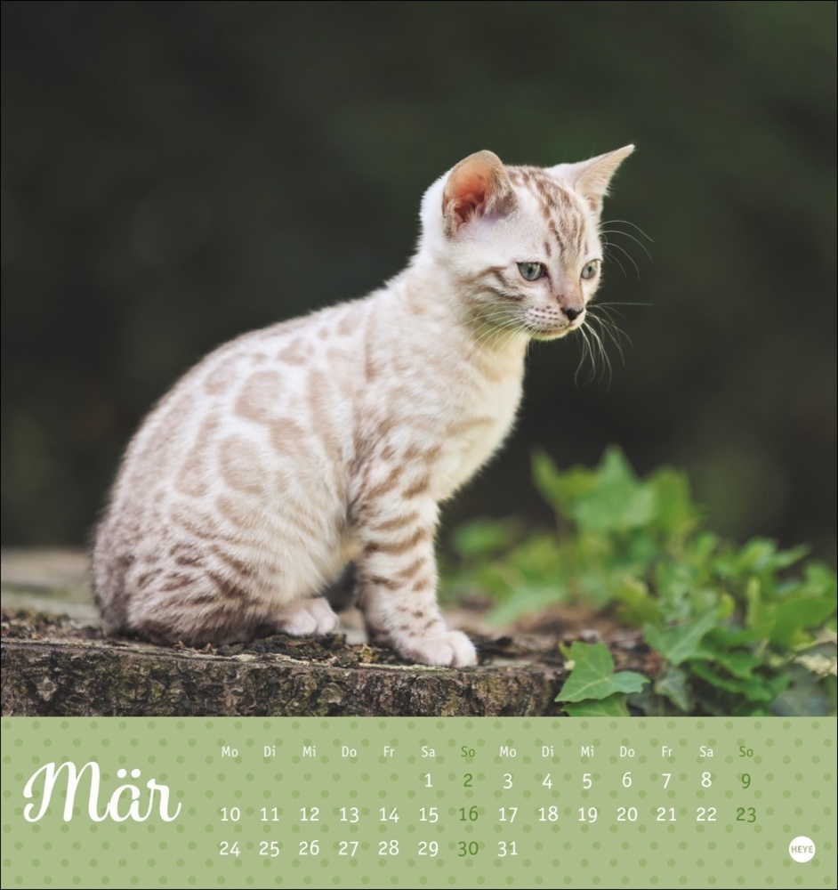 Bild: 9783756407026 | Katzen Postkartenkalender Kleine Tiger 2025 | Kalender | Spiralbindung