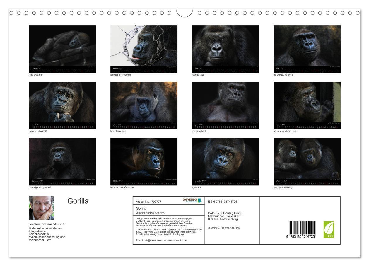 Bild: 9783435744725 | Gorilla (Wandkalender 2025 DIN A3 quer), CALVENDO Monatskalender