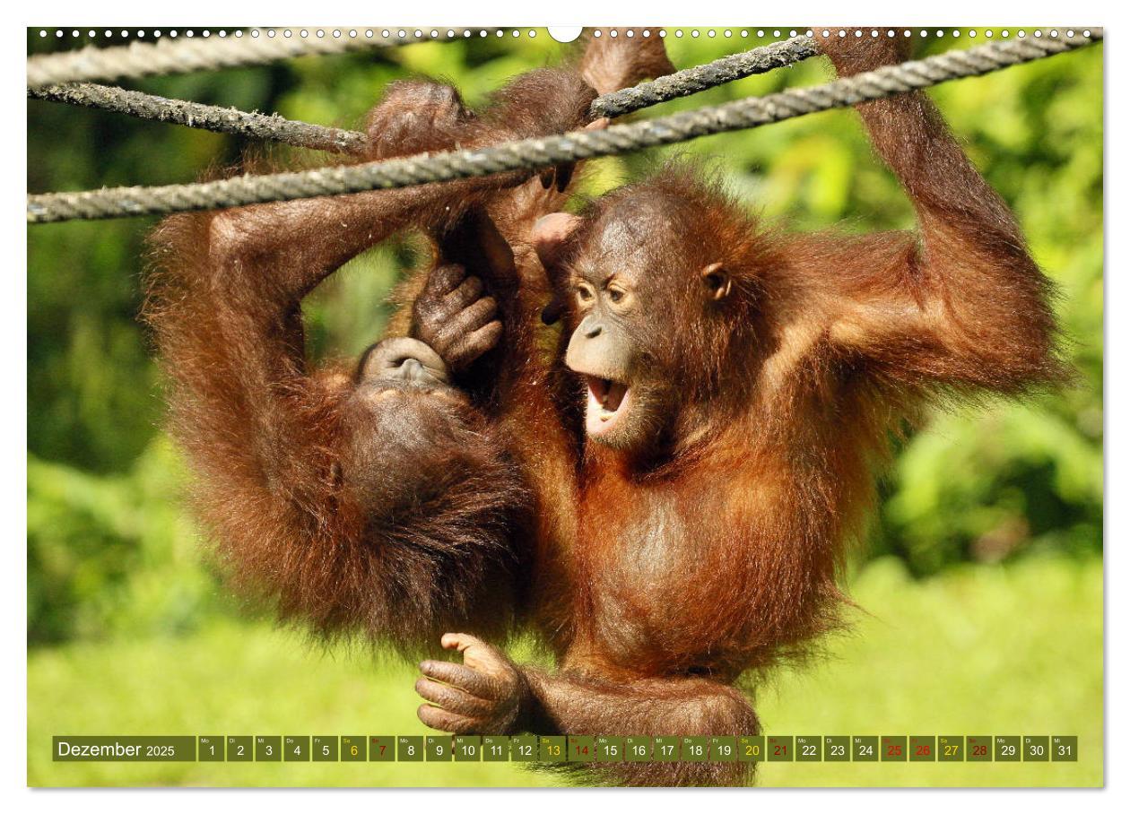 Bild: 9783435360383 | Waldmenschen - Orang Utans auf Borneo (Wandkalender 2025 DIN A2...