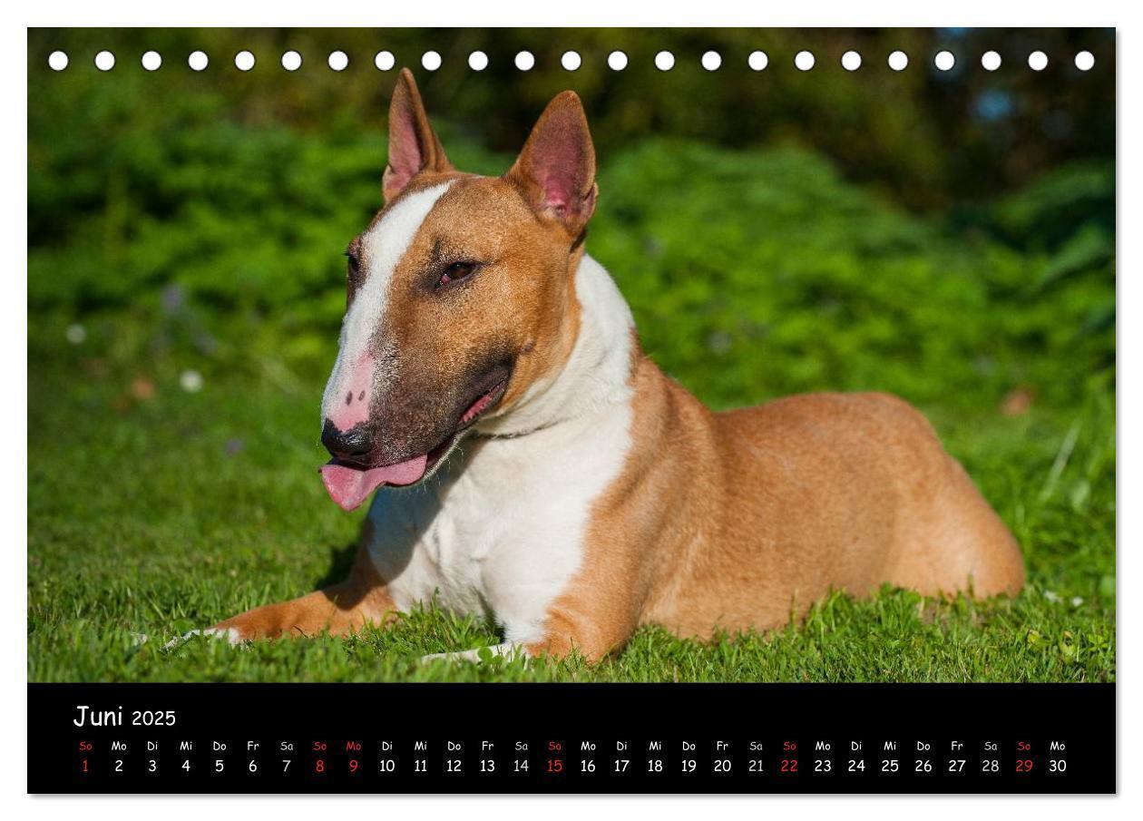 Bild: 9783435767694 | Bullterrier (Tischkalender 2025 DIN A5 quer), CALVENDO Monatskalender