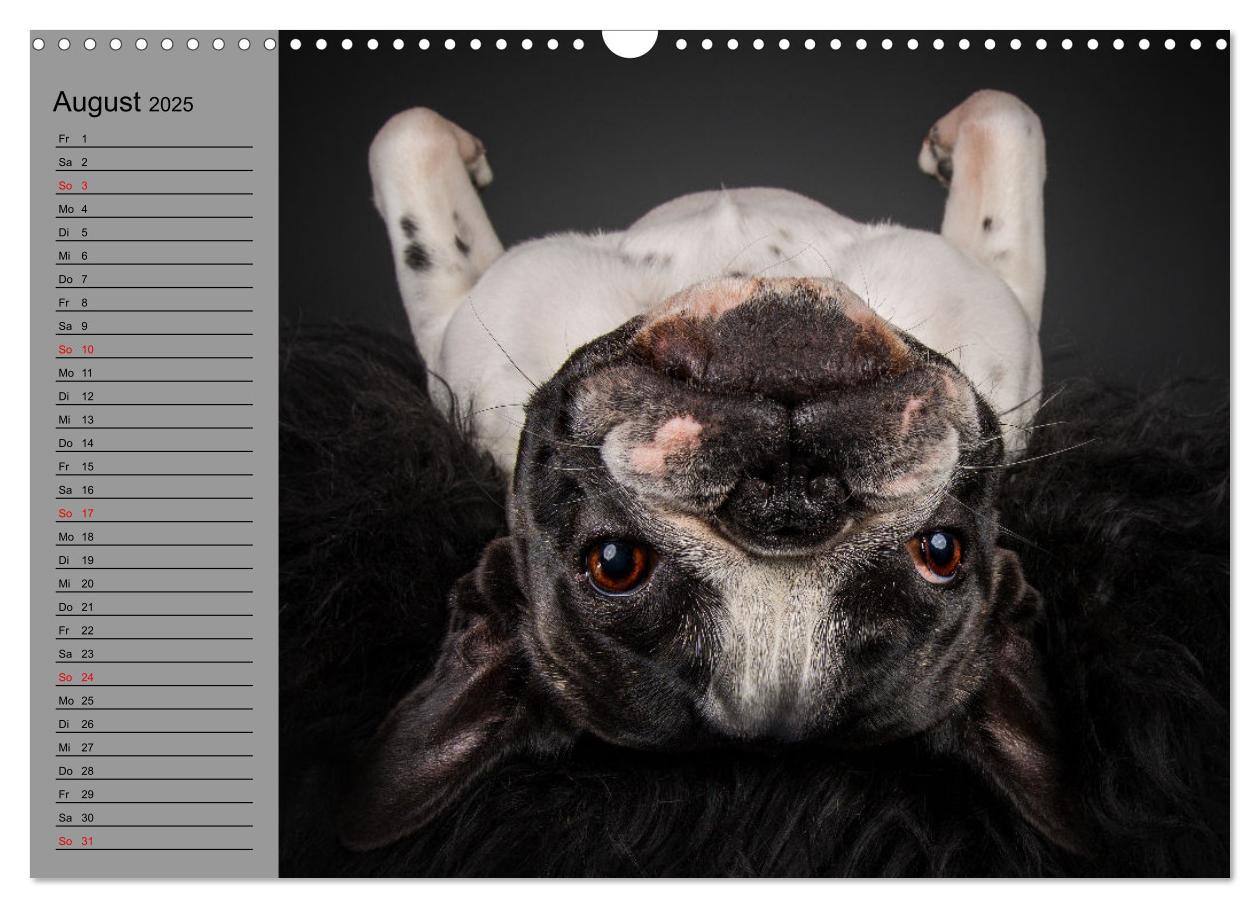 Bild: 9783435030927 | Bullymania - Französische Bulldoggen (Wandkalender 2025 DIN A3...