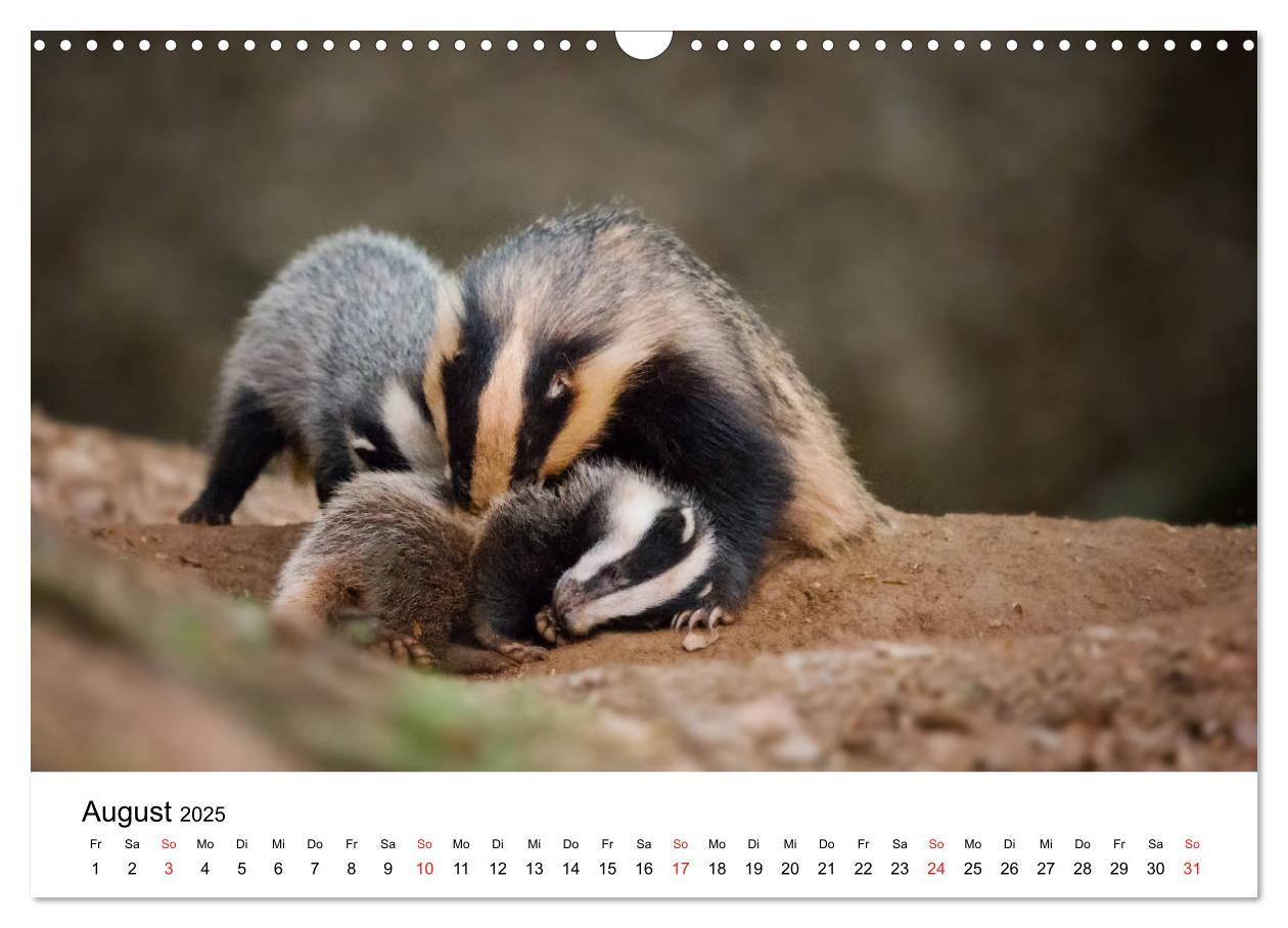 Bild: 9783435311996 | Unsere heimische Tierwelt (Wandkalender 2025 DIN A3 quer), CALVENDO...