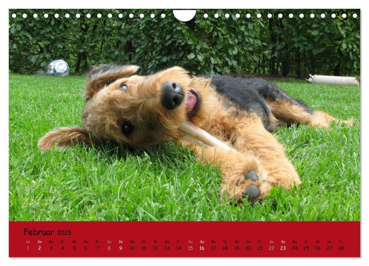 Bild: 9783435666003 | Airedale Terrier (Wandkalender 2025 DIN A4 quer), CALVENDO...