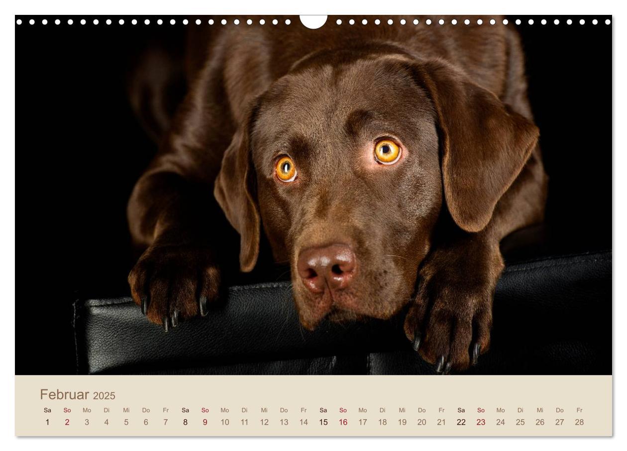 Bild: 9783435743223 | Labrador Retriever (Wandkalender 2025 DIN A3 quer), CALVENDO...