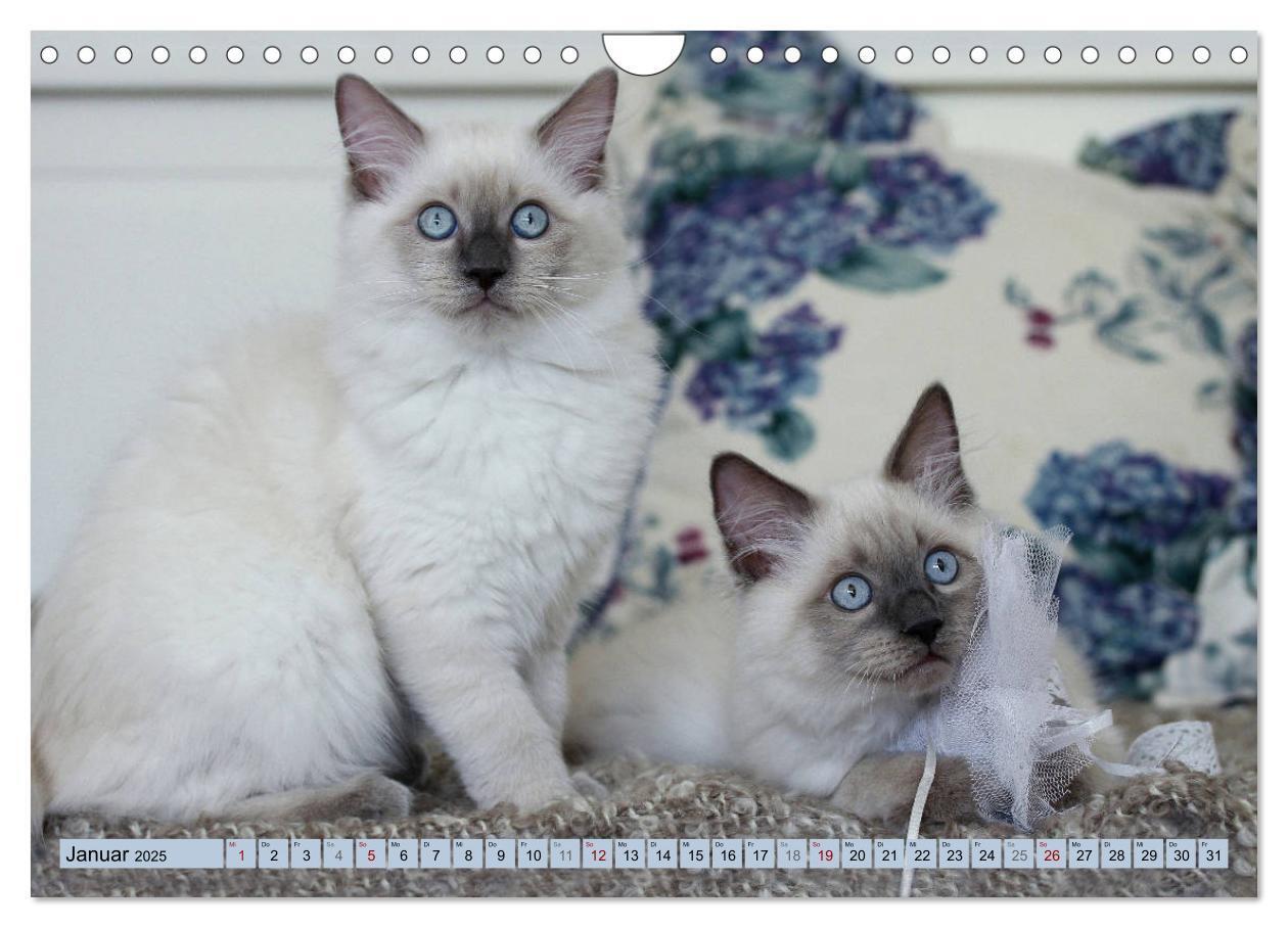 Bild: 9783435457250 | RAGDOLLS Impressionen aus der Kinderstube (Wandkalender 2025 DIN A4...