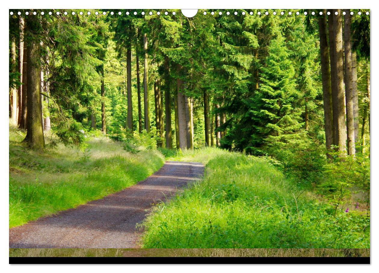 Bild: 9783383901874 | Wald macht glücklich (Wandkalender 2025 DIN A3 quer), CALVENDO...