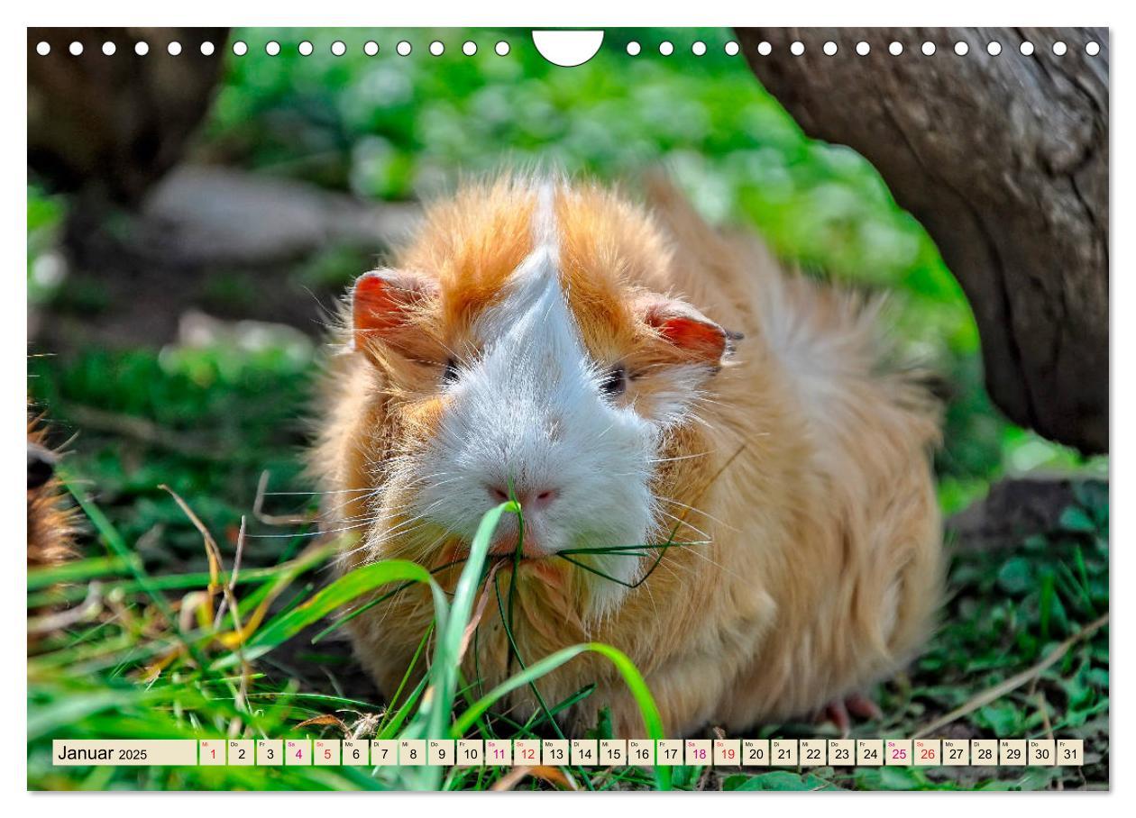 Bild: 9783435365272 | Meerschweinchen - so süß (Wandkalender 2025 DIN A4 quer), CALVENDO...