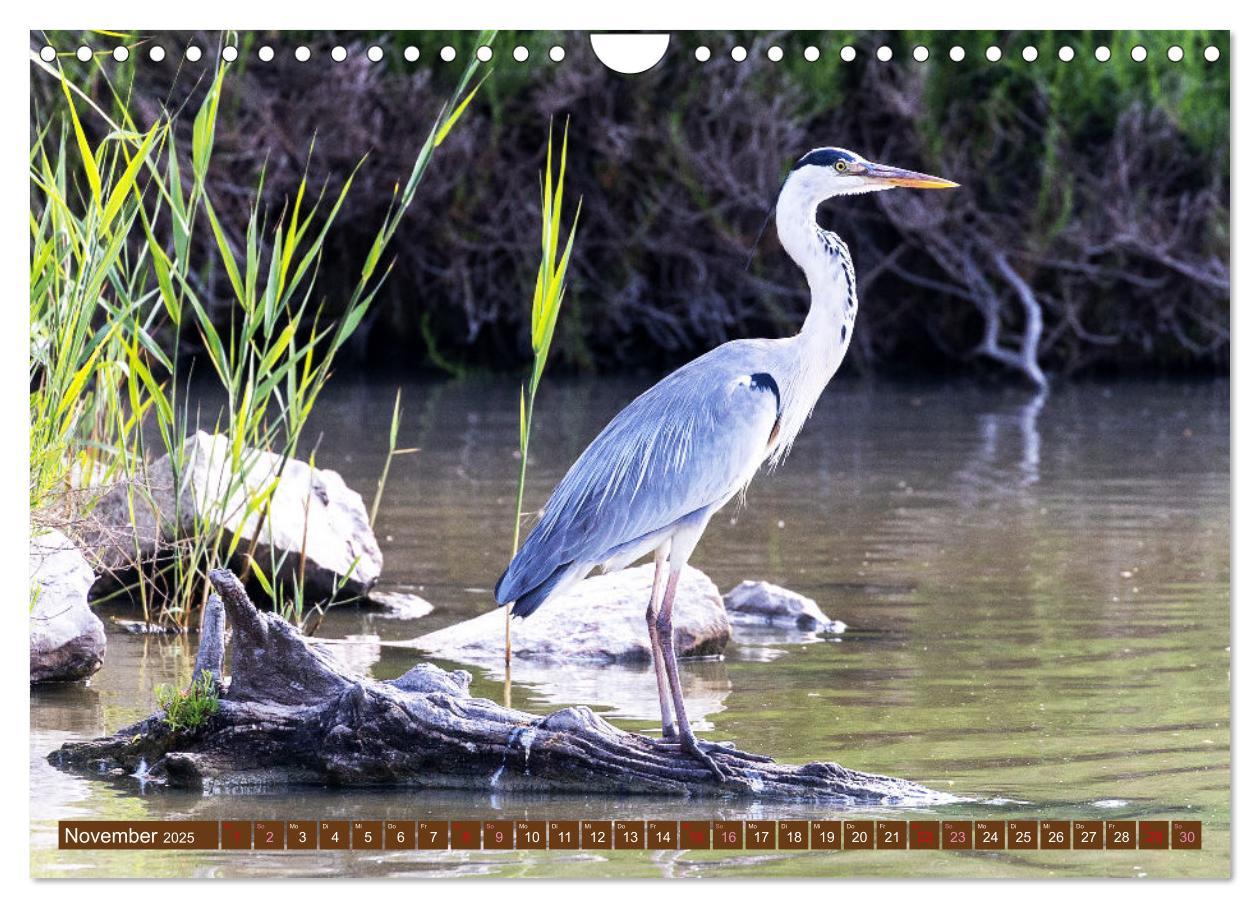 Bild: 9783383845499 | Die Vogelwelt der Camargue (Wandkalender 2025 DIN A4 quer),...