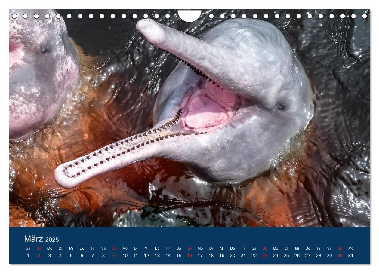 Bild: 9783435687541 | Brasilien tierisch gut 2025 (Wandkalender 2025 DIN A4 quer),...