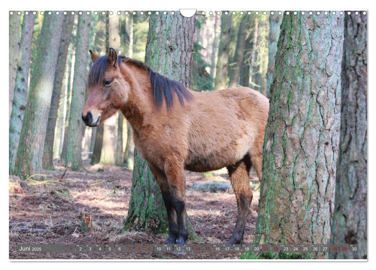 Bild: 9783435411573 | Dülmener Wildpferde - Wildpferde im Meerfelder Bruch (Wandkalender...