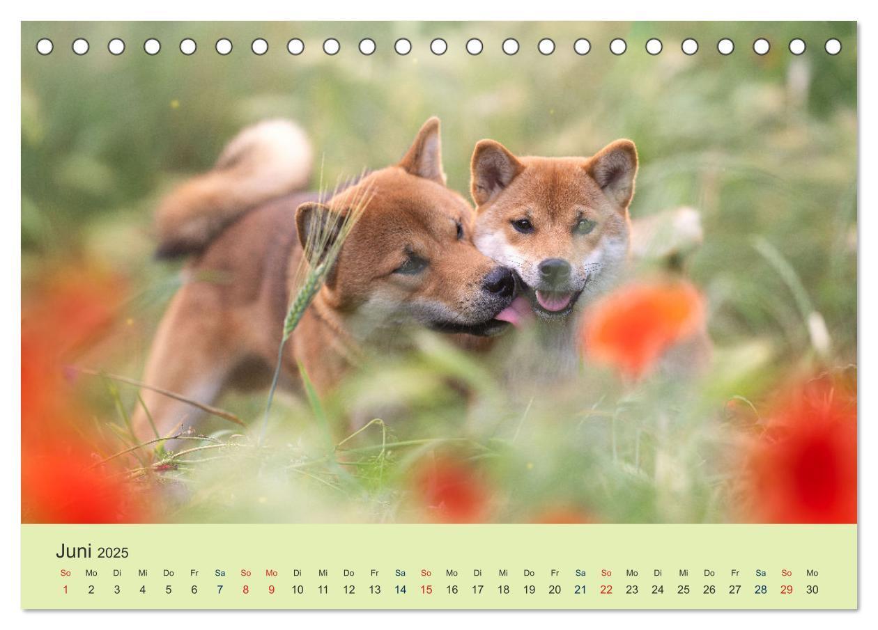 Bild: 9783457234181 | Shiba Inu - mutig, treu, selbstbewusst (Tischkalender 2025 DIN A5...