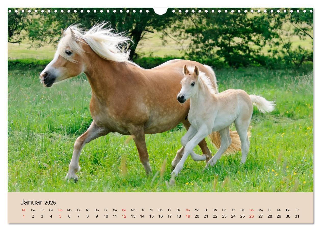 Bild: 9783435786213 | Haflinger Fohlen (Wandkalender 2025 DIN A3 quer), CALVENDO...