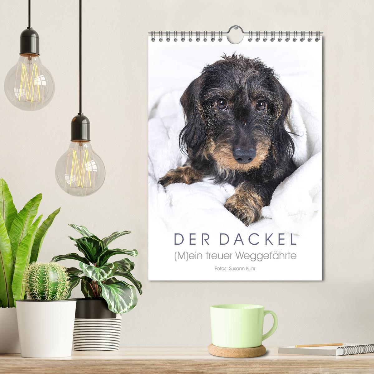 Bild: 9783435983650 | Der Dackel (M)ein treuer Weggefährte (Wandkalender 2025 DIN A4...