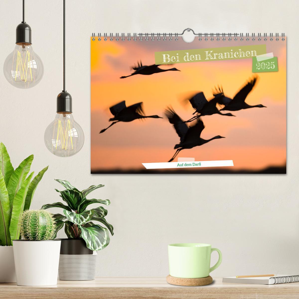 Bild: 9783383788130 | Bei den Kranichen (Wandkalender 2025 DIN A4 quer), CALVENDO...