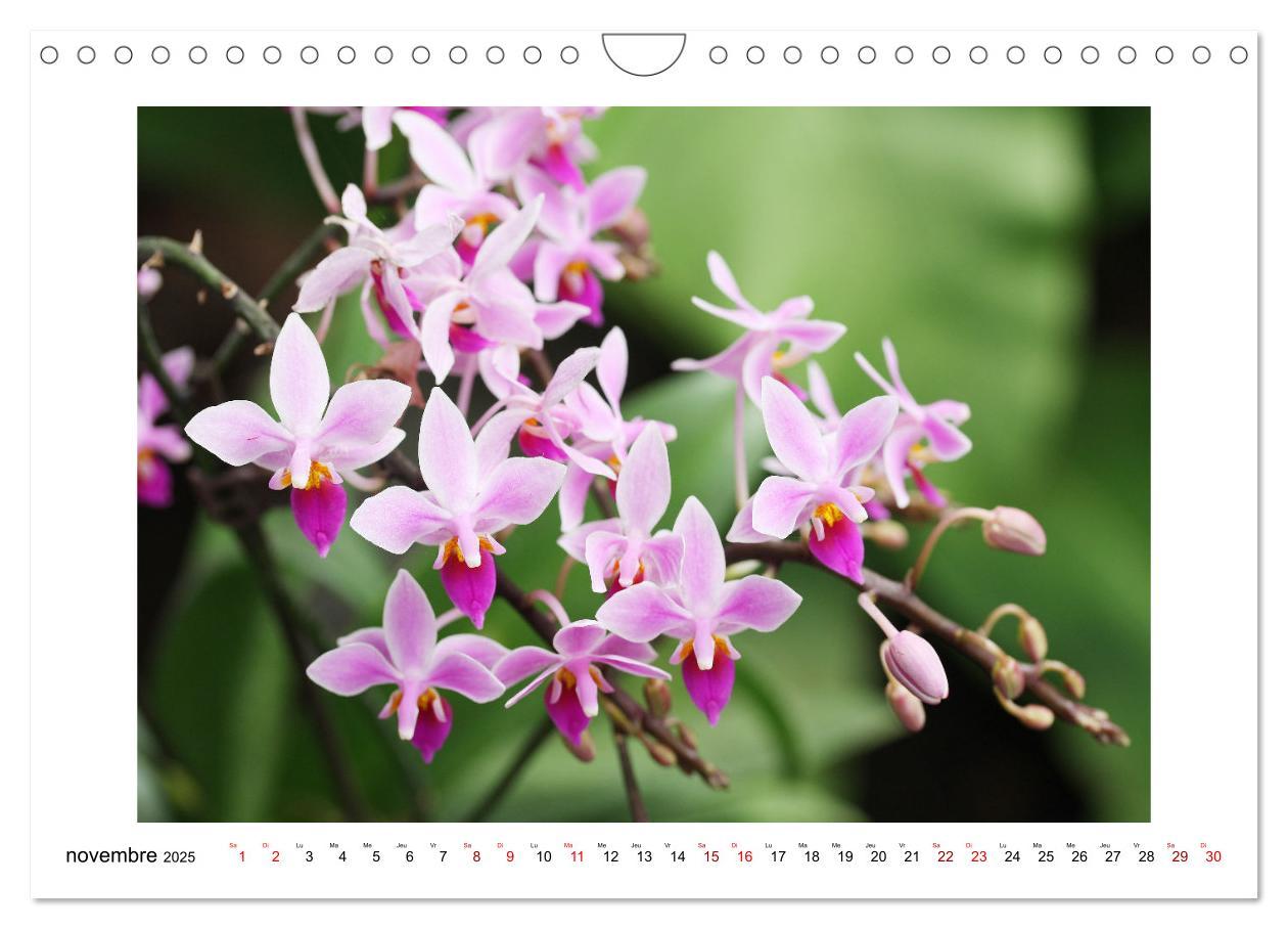 Bild: 9781325837649 | Mon rêve d'orchidées (Calendrier mural 2025 DIN A4 vertical),...