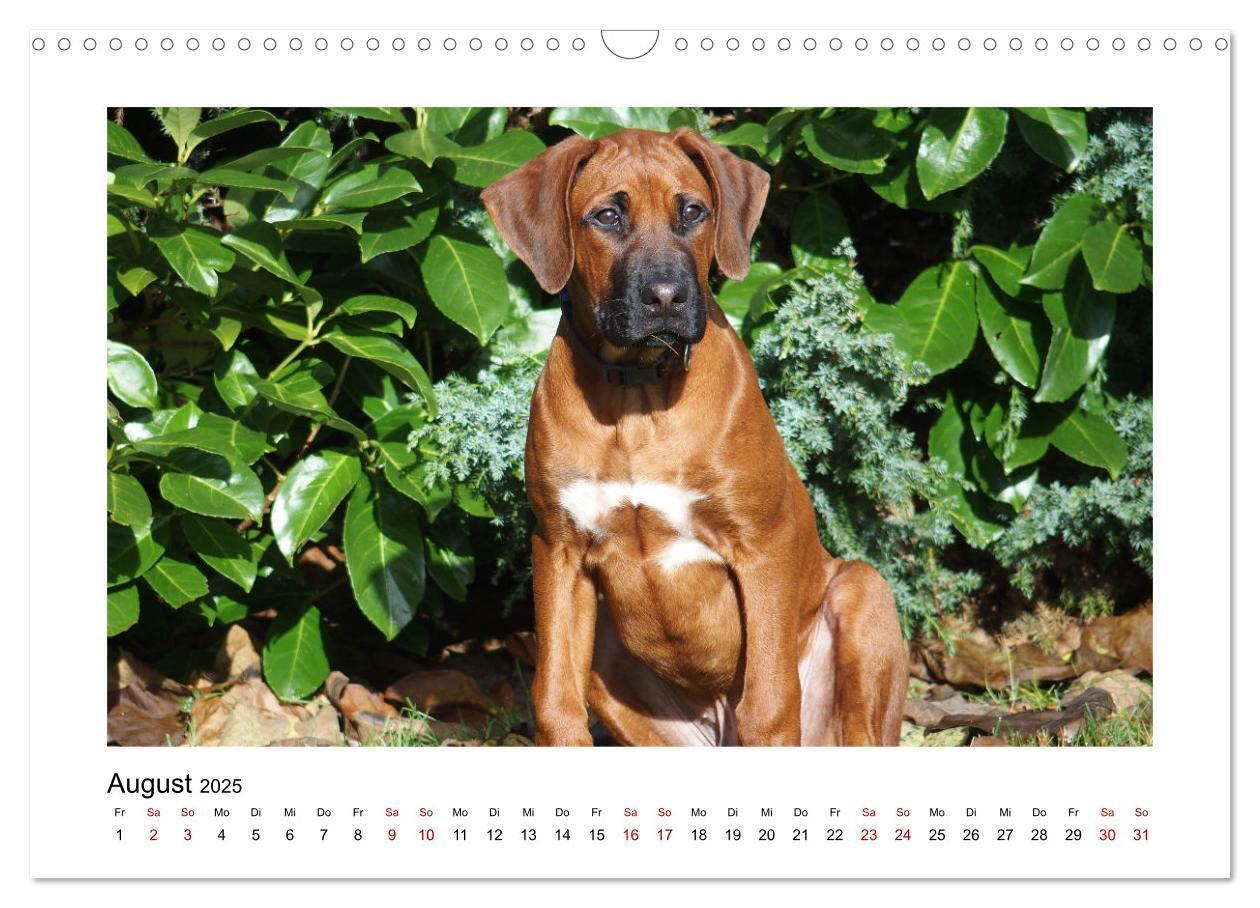 Bild: 9783383987601 | Rhodesian Ridgeback - Charmanter Dickkopf aus Afrika (Wandkalender...