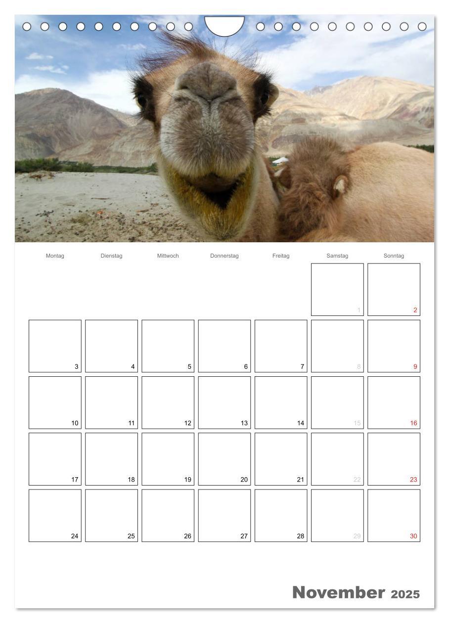 Bild: 9783457023358 | Kamel Porträt (Wandkalender 2025 DIN A4 hoch), CALVENDO Monatskalender