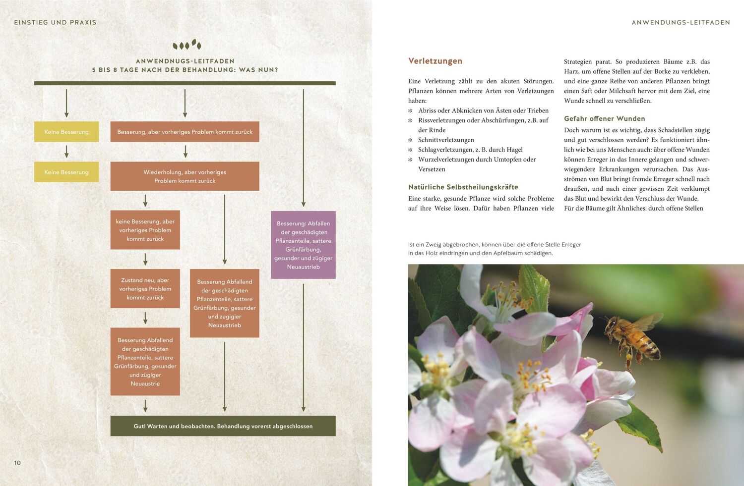 Bild: 9783833880056 | Naturgesunde Pflanzen durch Homöopathie | Christiane Maute (u. a.)