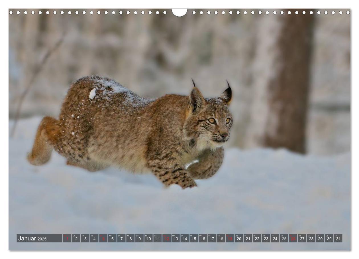 Bild: 9783435689576 | Der Luchs - Dem Pinselohr auf der Spur (Wandkalender 2025 DIN A3...