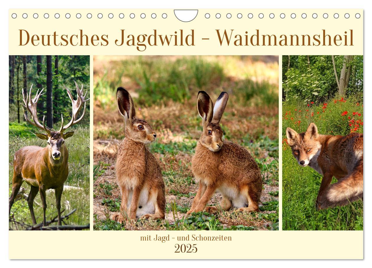 Cover: 9783383863400 | Deutsches Jagdwild - Waidmannsheil (Wandkalender 2025 DIN A4 quer),...