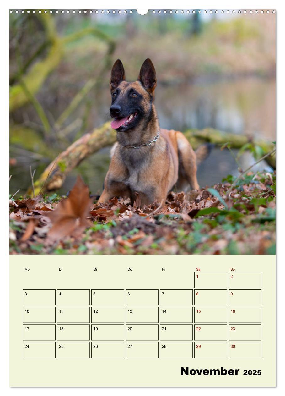 Bild: 9783435946624 | Malinois verlässliche Begleiter (Wandkalender 2025 DIN A2 hoch),...