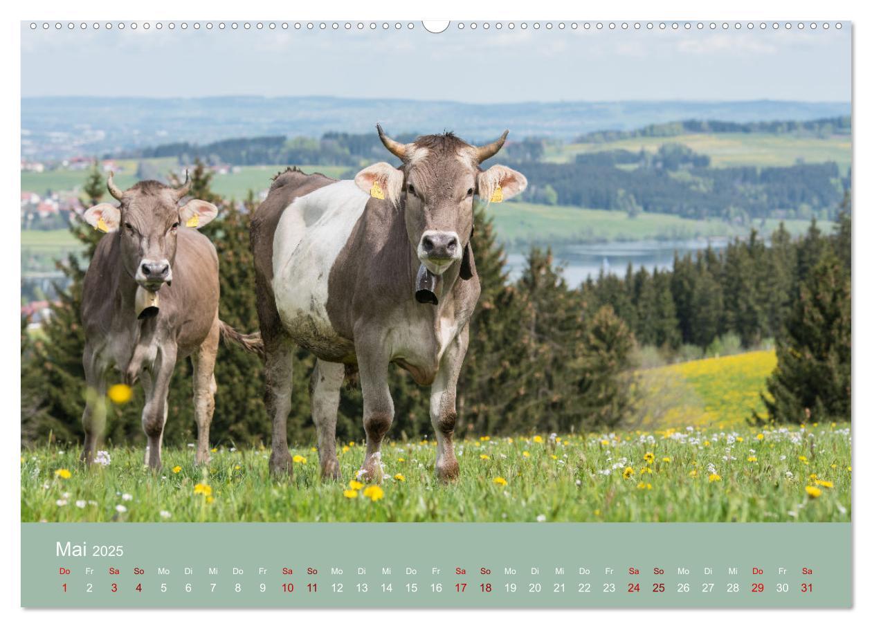 Bild: 9783383966354 | Heimweh Allgäu 2025 (Wandkalender 2025 DIN A2 quer), CALVENDO...