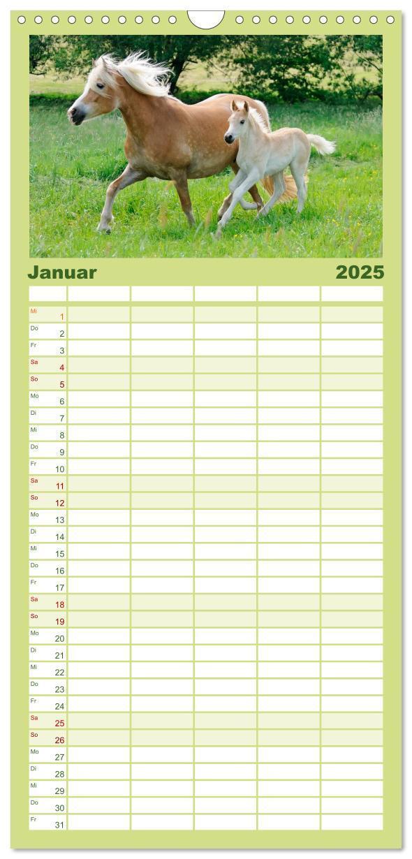 Bild: 9783457110775 | Familienplaner 2025 - Haflinger Fohlen mit 5 Spalten (Wandkalender,...