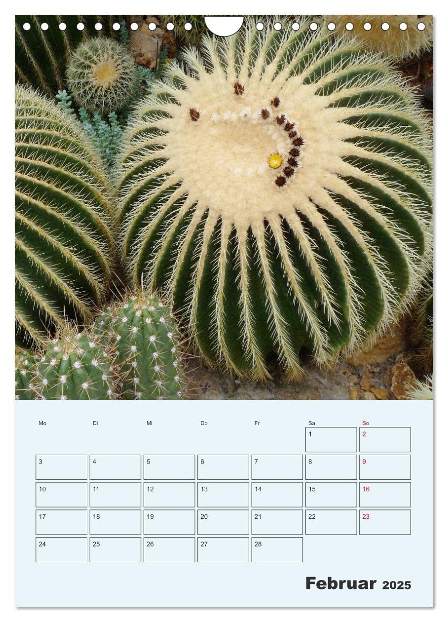 Bild: 9783435969951 | Wehrhafte Sukkulenten (Wandkalender 2025 DIN A4 hoch), CALVENDO...