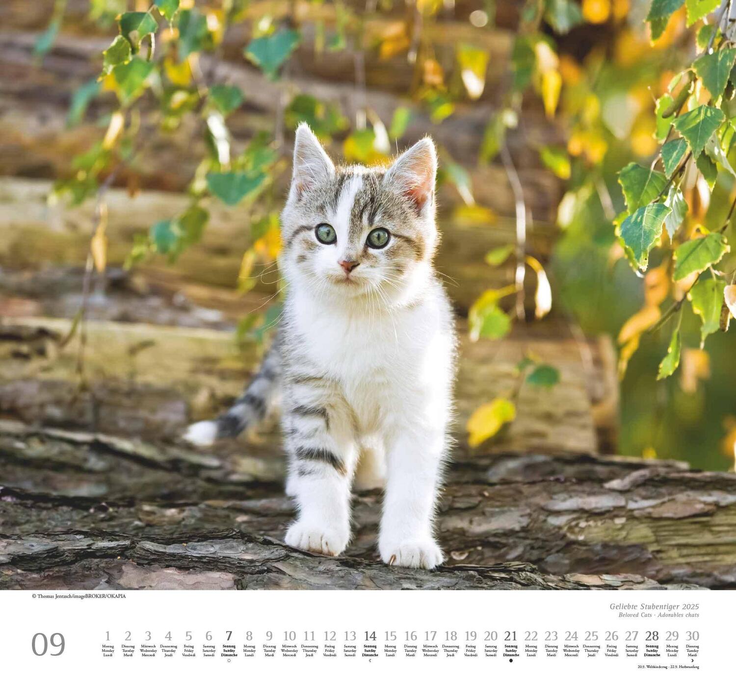 Bild: 4250809652498 | Geliebte Stubentiger 2025 - DUMONT Wandkalender - mit den...