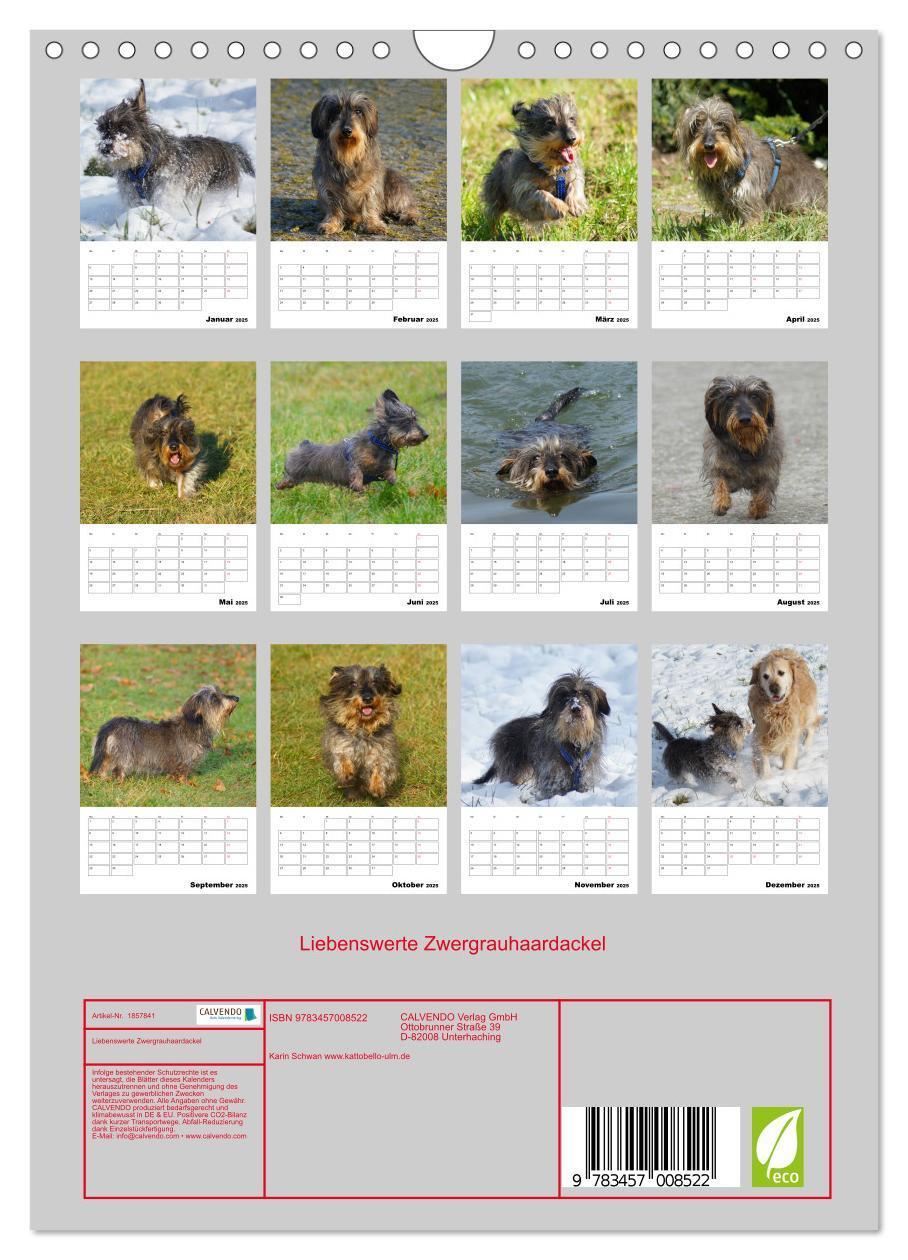 Bild: 9783457008522 | Liebenswerte Zwergrauhaardackel (Wandkalender 2025 DIN A4 hoch),...