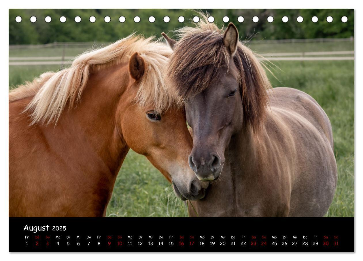 Bild: 9783435046331 | Charakterstarke Islandpferde (Tischkalender 2025 DIN A5 quer),...