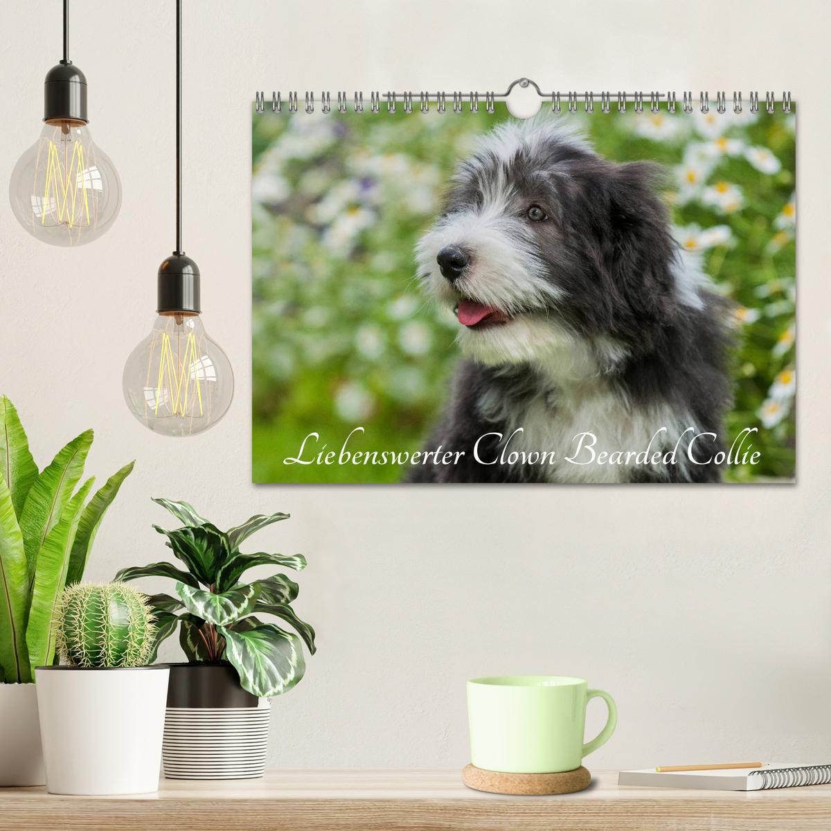 Bild: 9783435573851 | Liebenswerter Clown Bearded Collie (Wandkalender 2025 DIN A4 quer),...