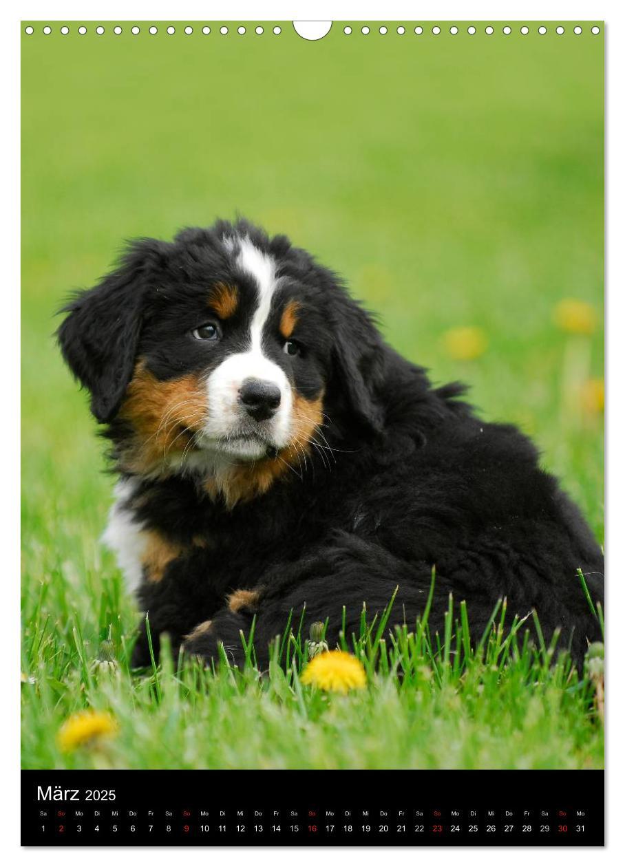 Bild: 9783457069172 | Berner Sennenhund 2025 (Wandkalender 2025 DIN A3 hoch), CALVENDO...