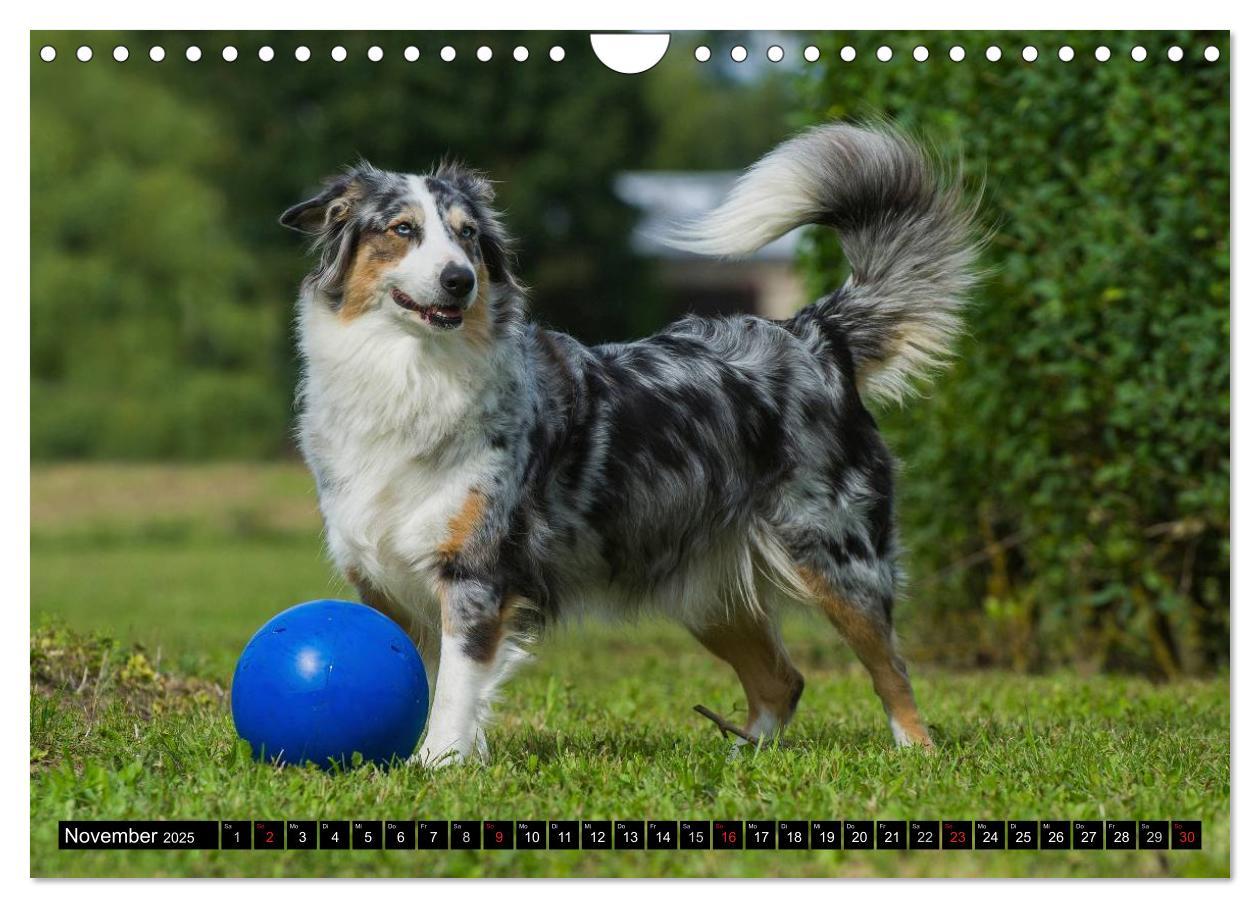 Bild: 9783435571451 | Bekannt wie ein bunter Hund. Australian Shepherd (Wandkalender 2025...